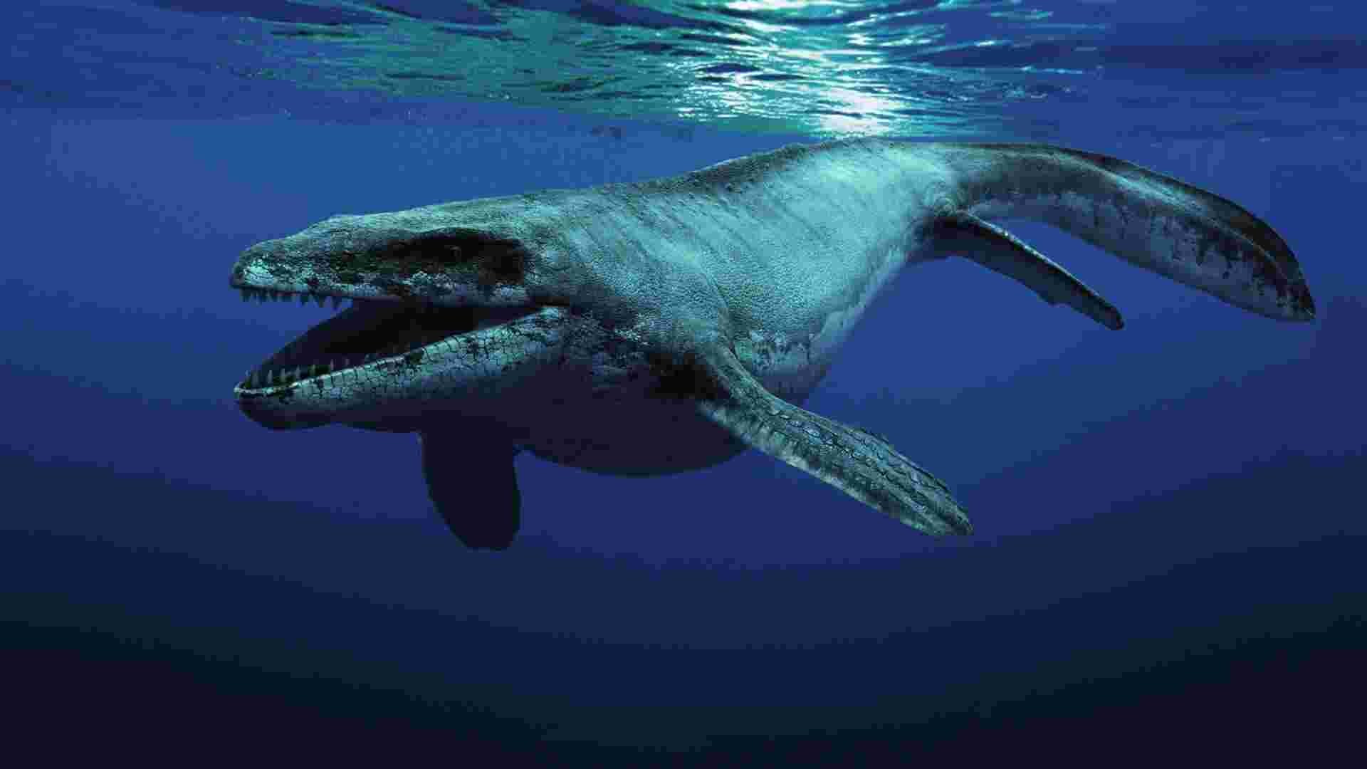 1920x1080 other theories range from the leviathan being a megalodon pictured