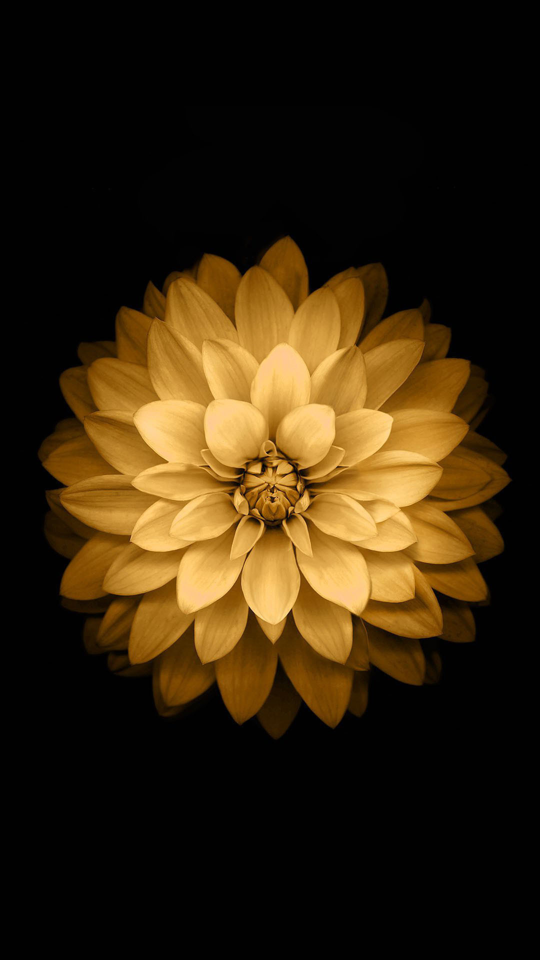 1080x1920 Golden Lotus Flower iOS Android Wallpaper ...