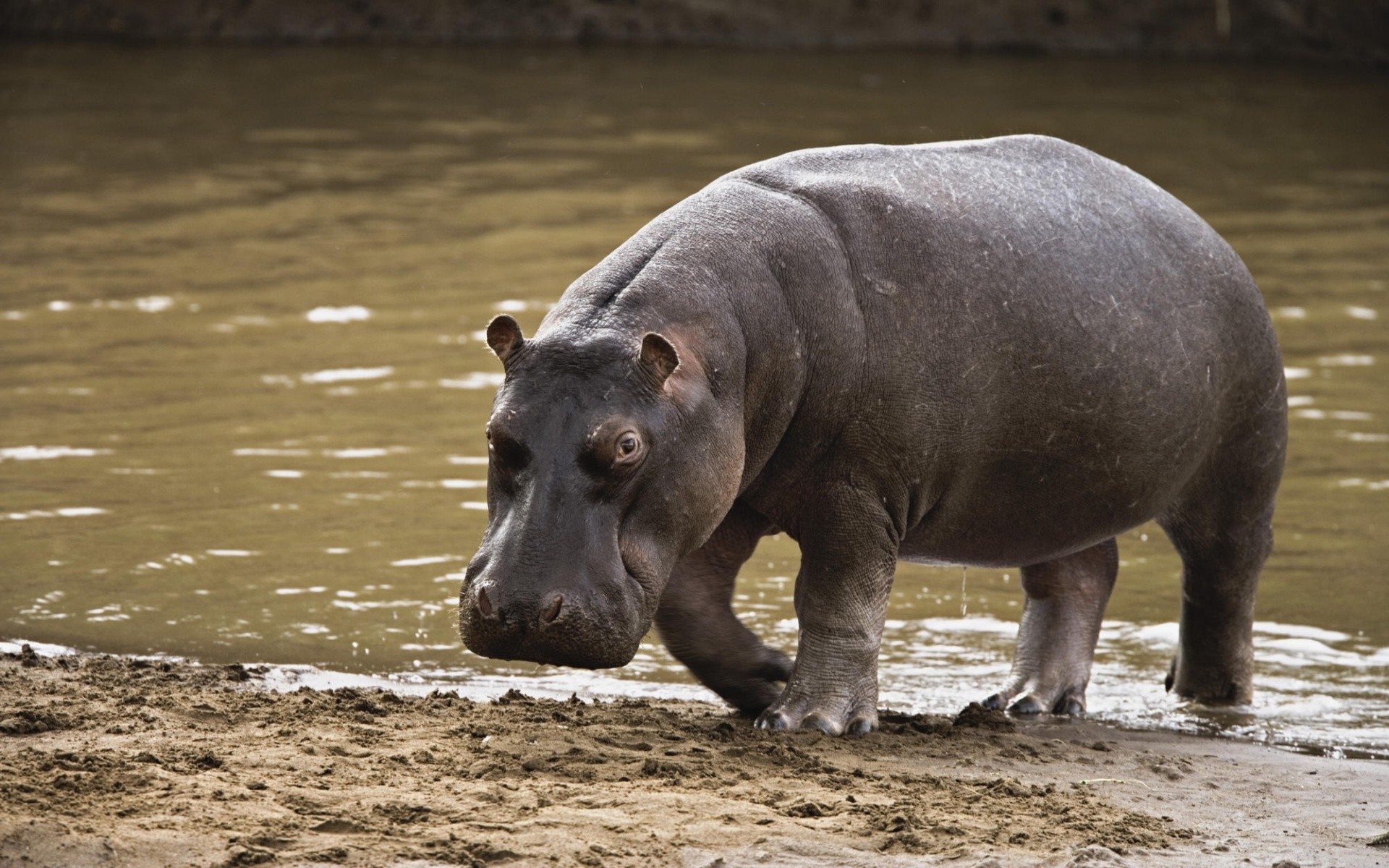 1920x1200 Hippopotamus After a Swim in the Water