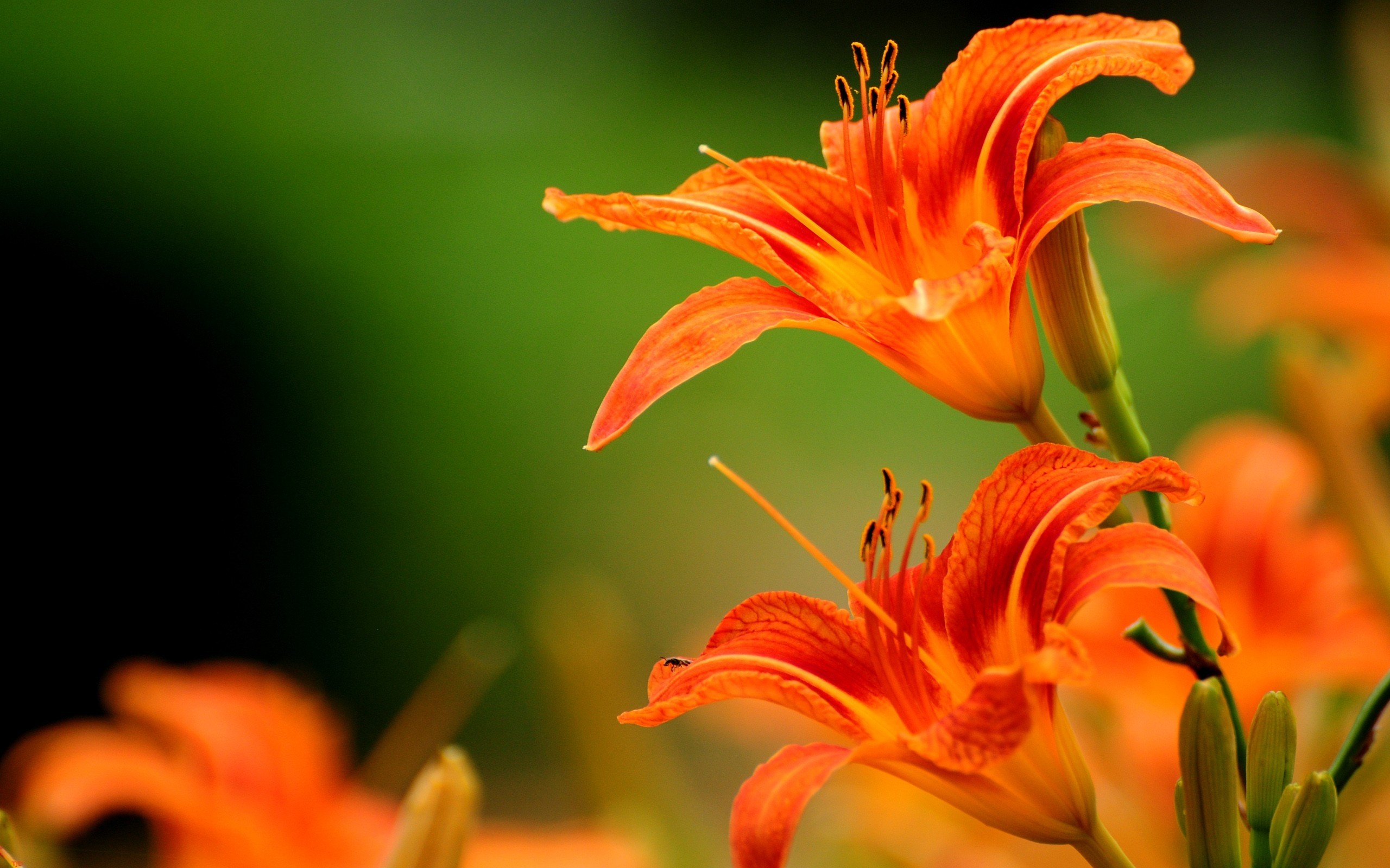 2560x1600 Luxury beautiful orange lily HD Desktop Wallpaper