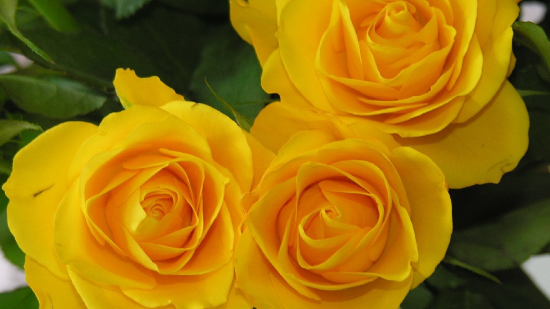 1920x1080 Flowers Yellow Rosws Nature Roses Wallpaper Flower Photo