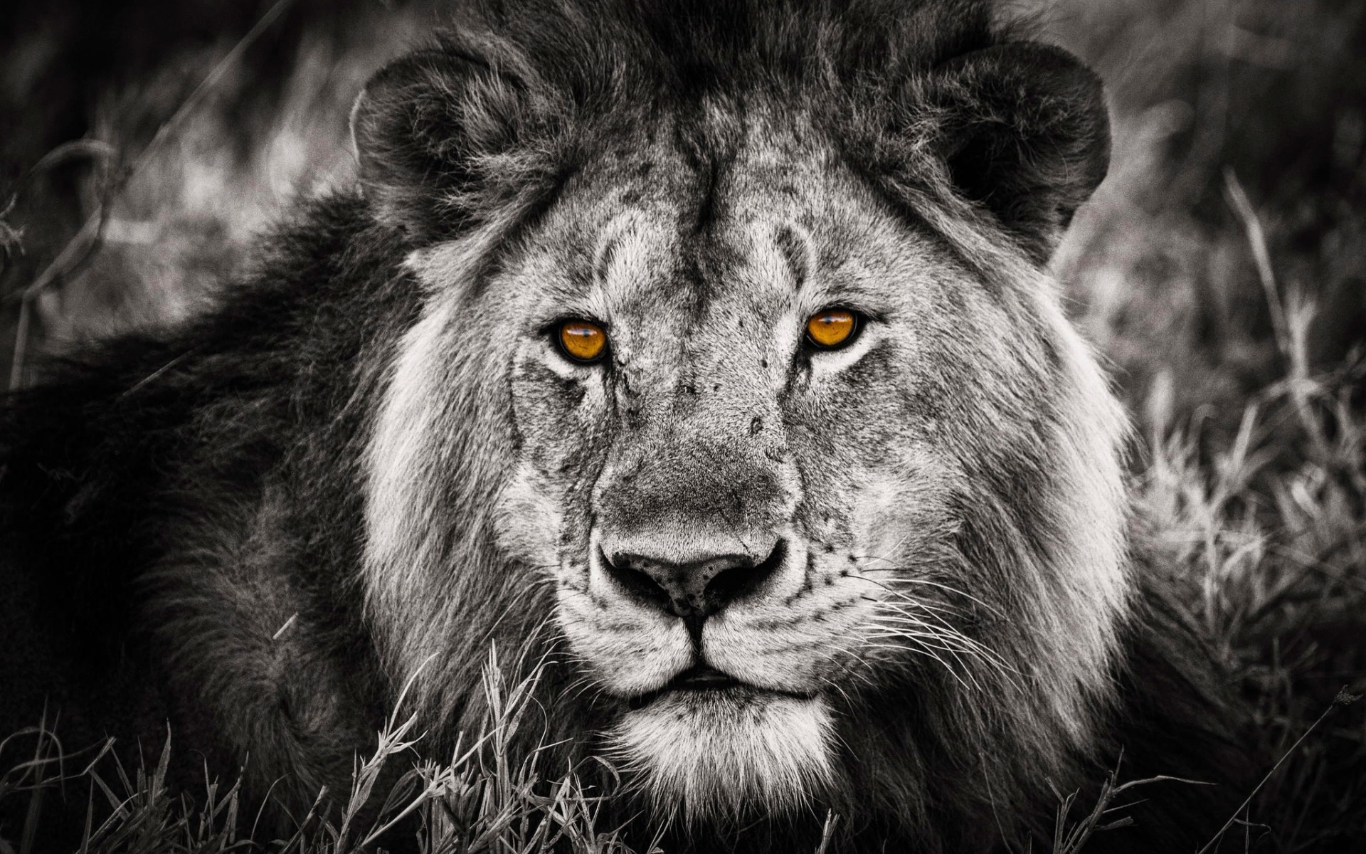 1920x1200 Lion Black And White Background