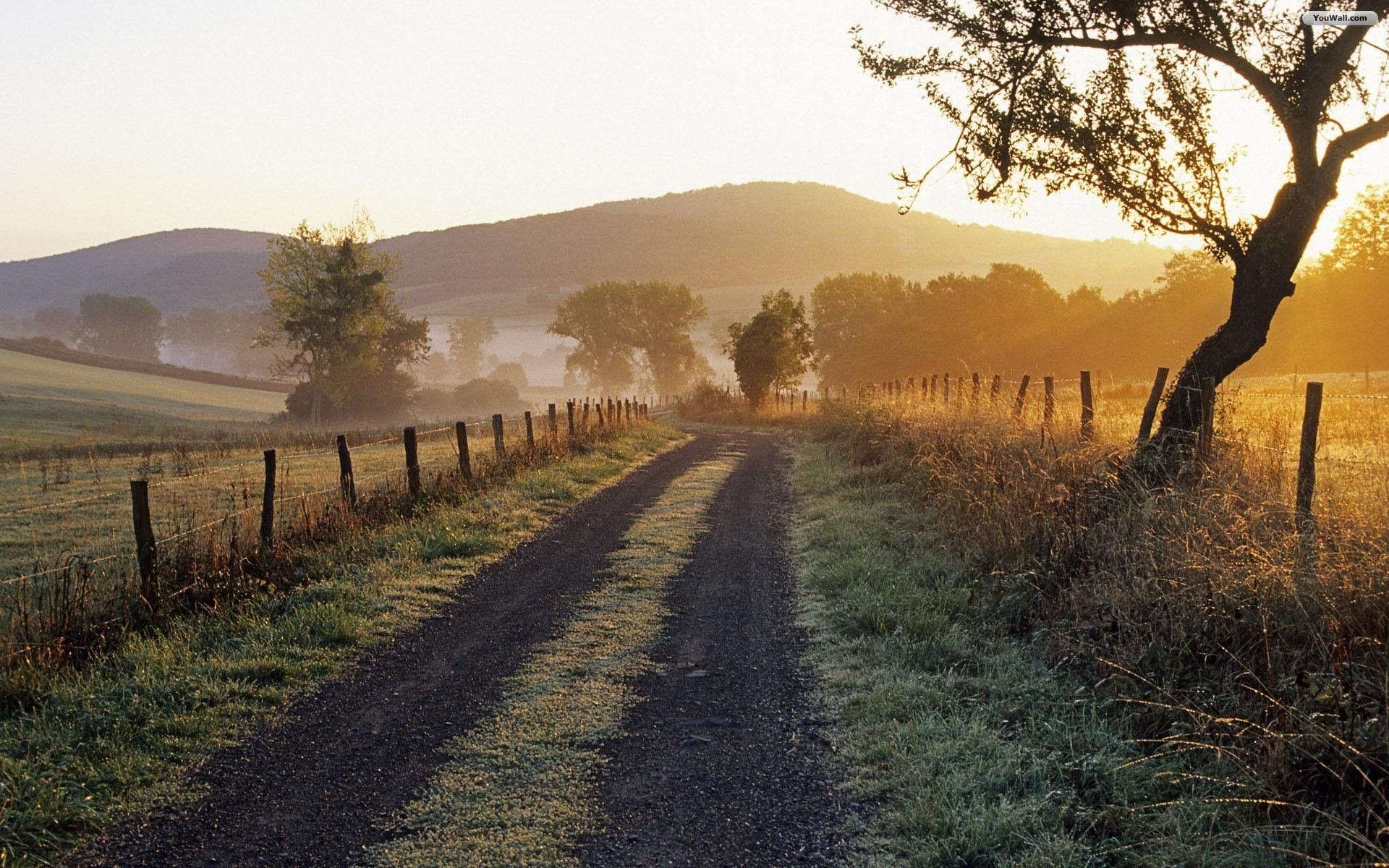 HD wallpaper Country Road Into The Sun cows fields sunset clouds  nature and landscapes  Wallpaper Flare