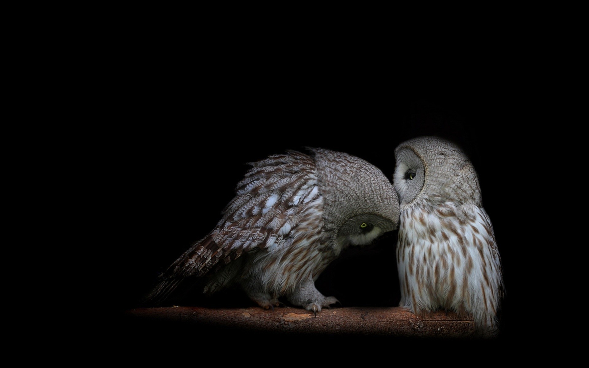 1920x1200 ... Kissing owls