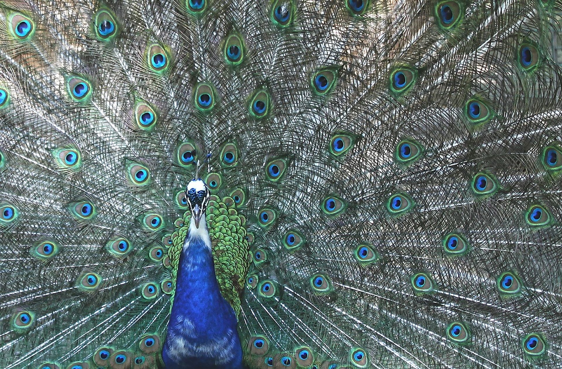 1920x1262 peacock fluttering feathers high quality wallpaper