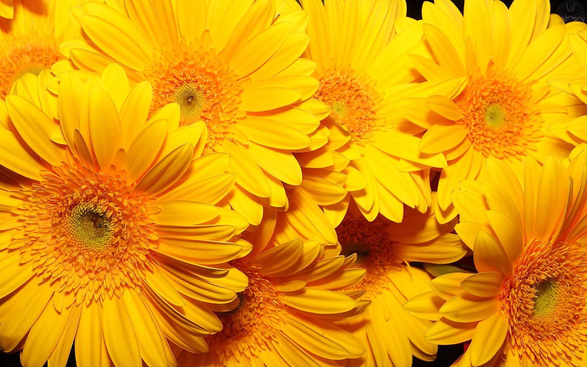 1920x1200 Yellow Flowers