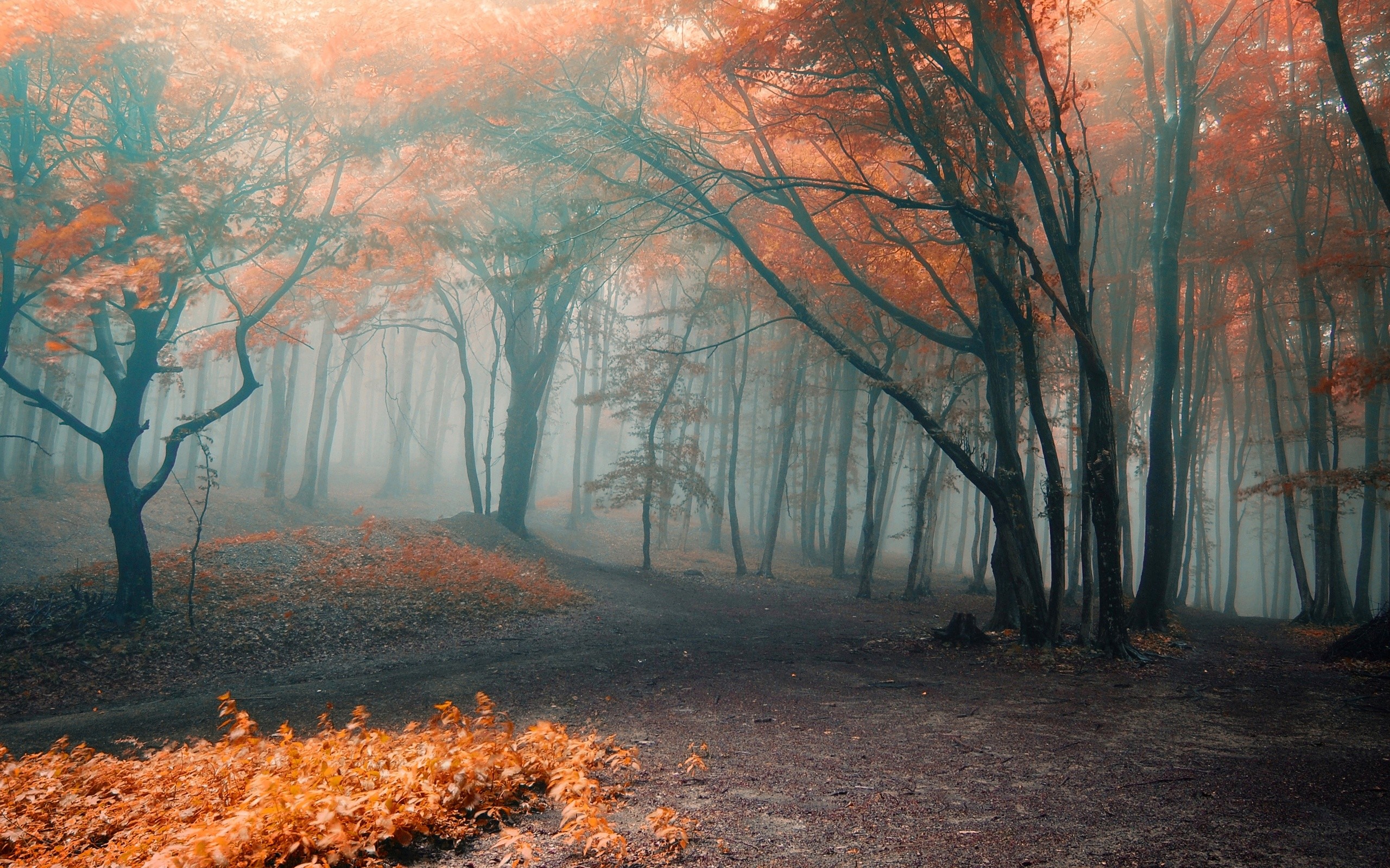 2560x1600 Forest orange fog autumn leaves wallpaper |  | 165822 | WallpaperUP