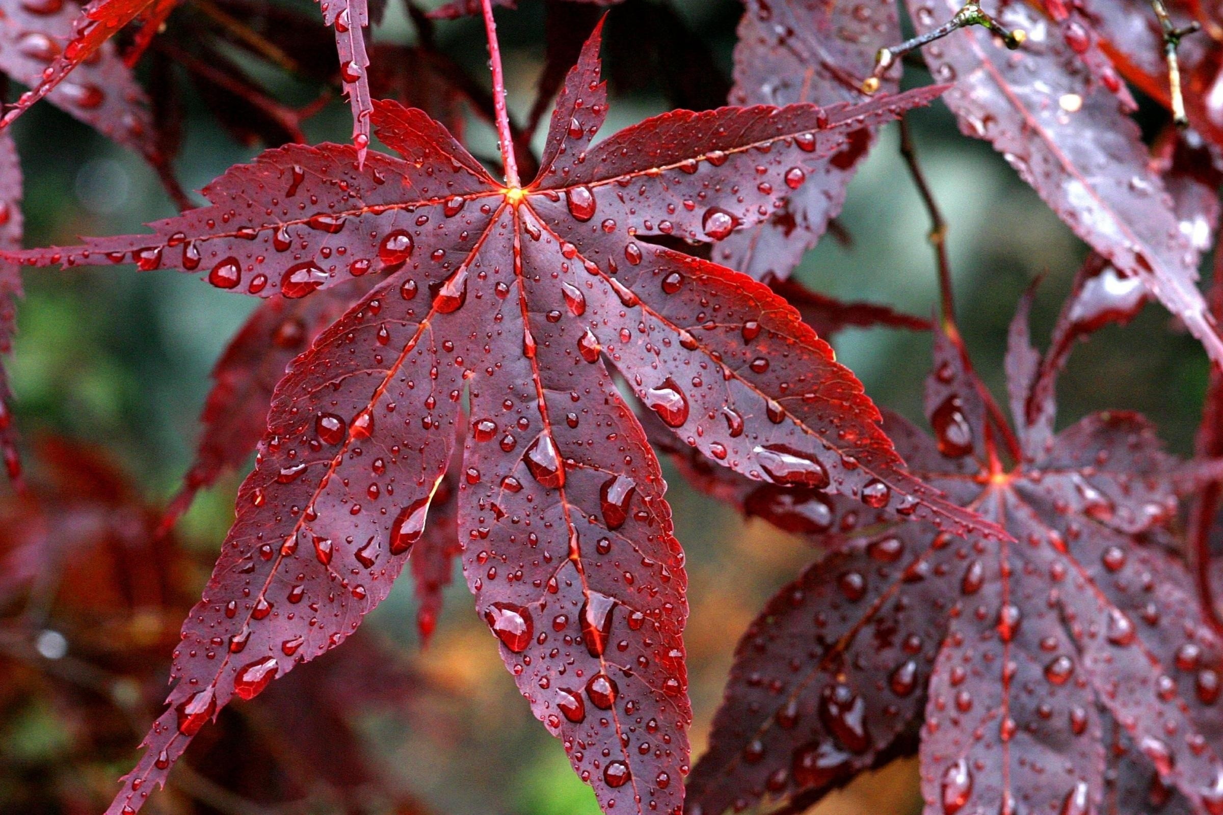 2400x1600 Red Fall Leaves Wallpaper Photo