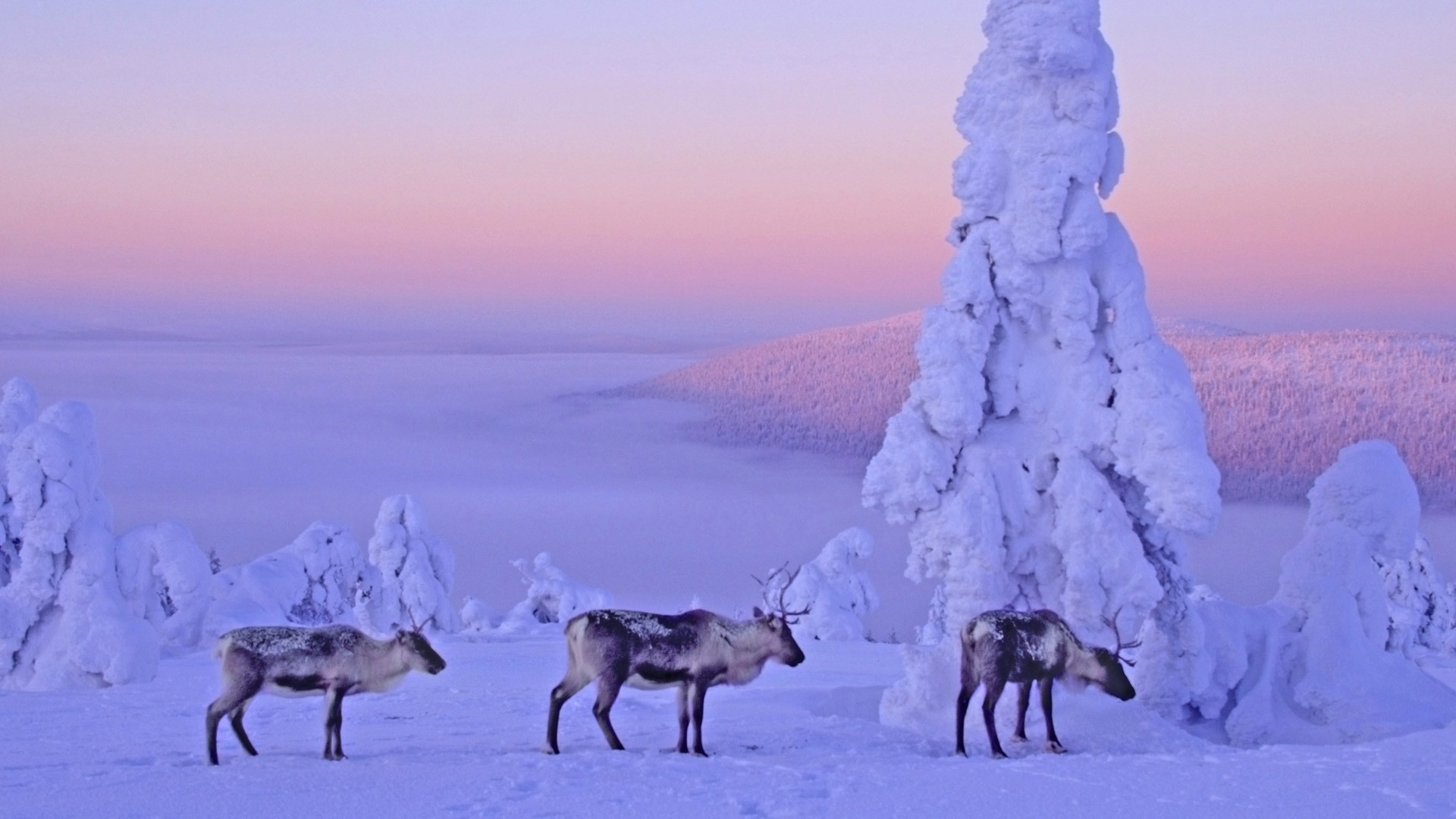 1920x1080 Animal-Deer-Snow-Winter-wallpaper-wpt7401834