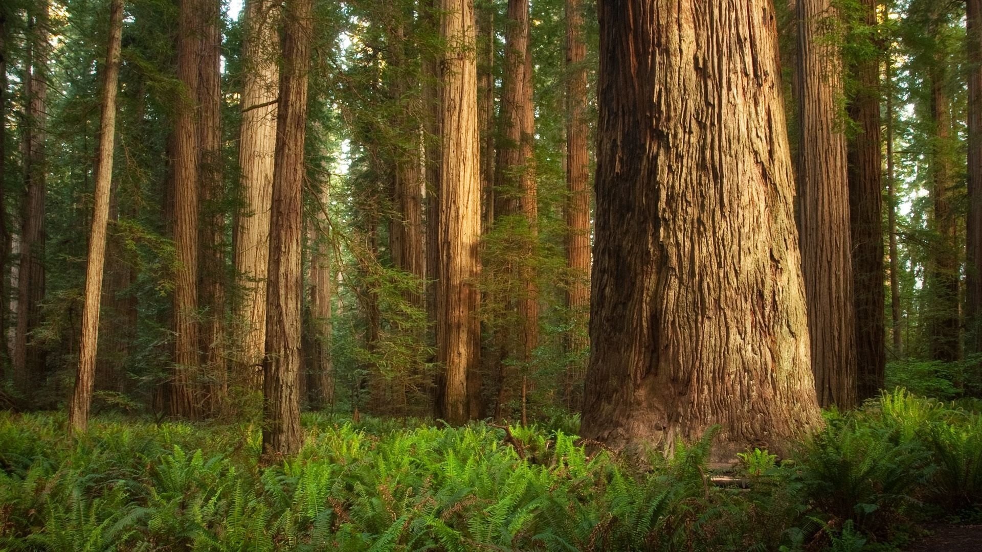Redwoods Backgrounds And Wallpapers (65+ images)