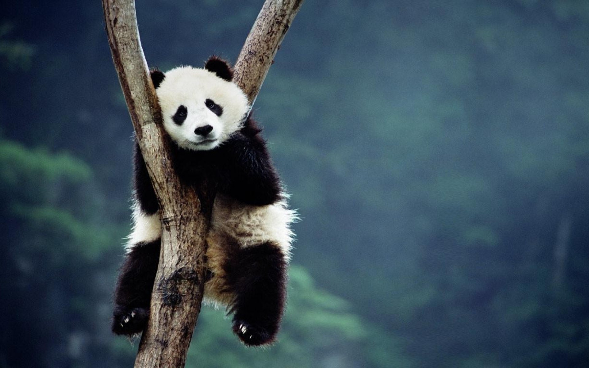 1920x1200 ... Panda sitting on a tree HD Wallpaper 