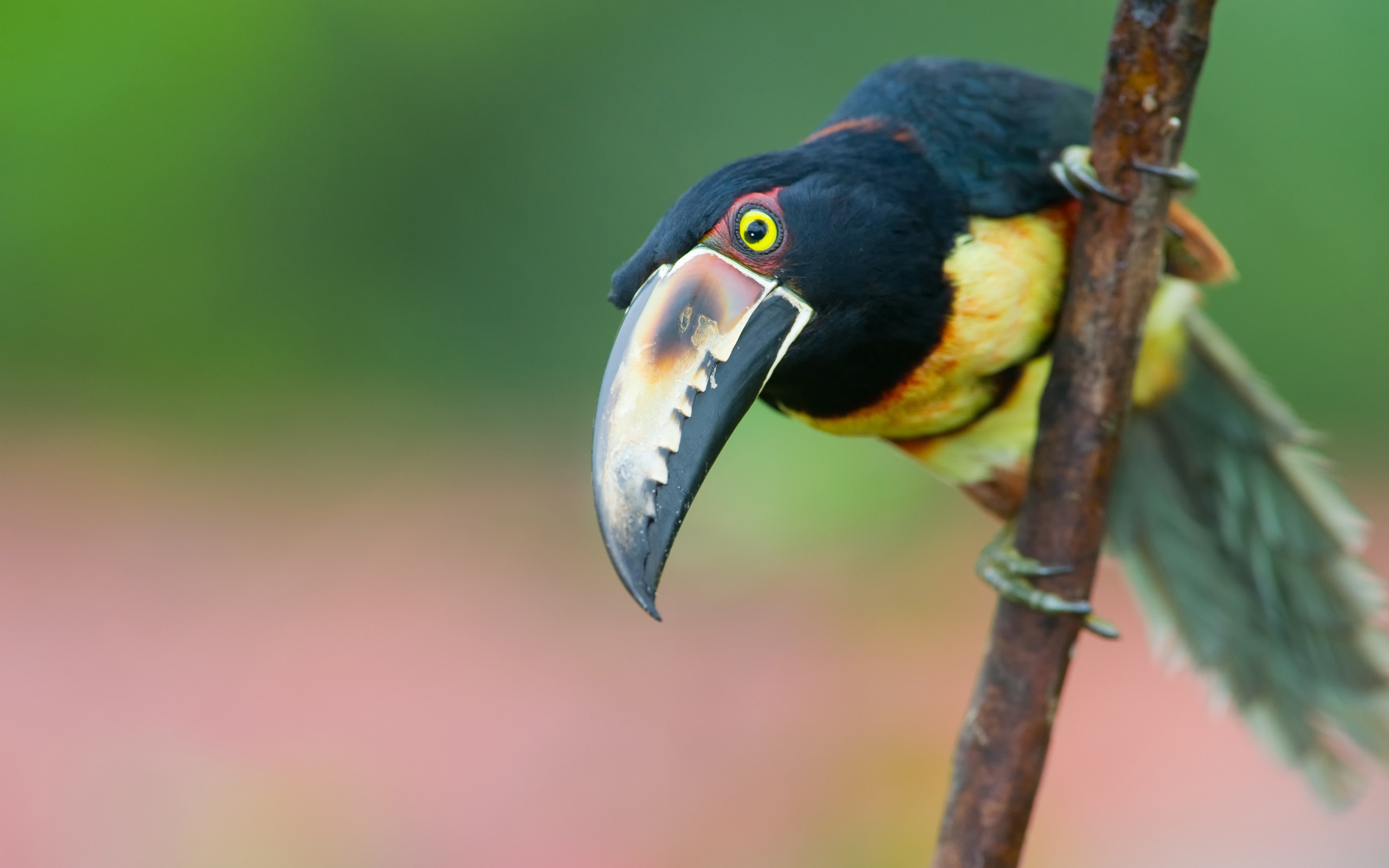 2560x1600 Aracari toucan