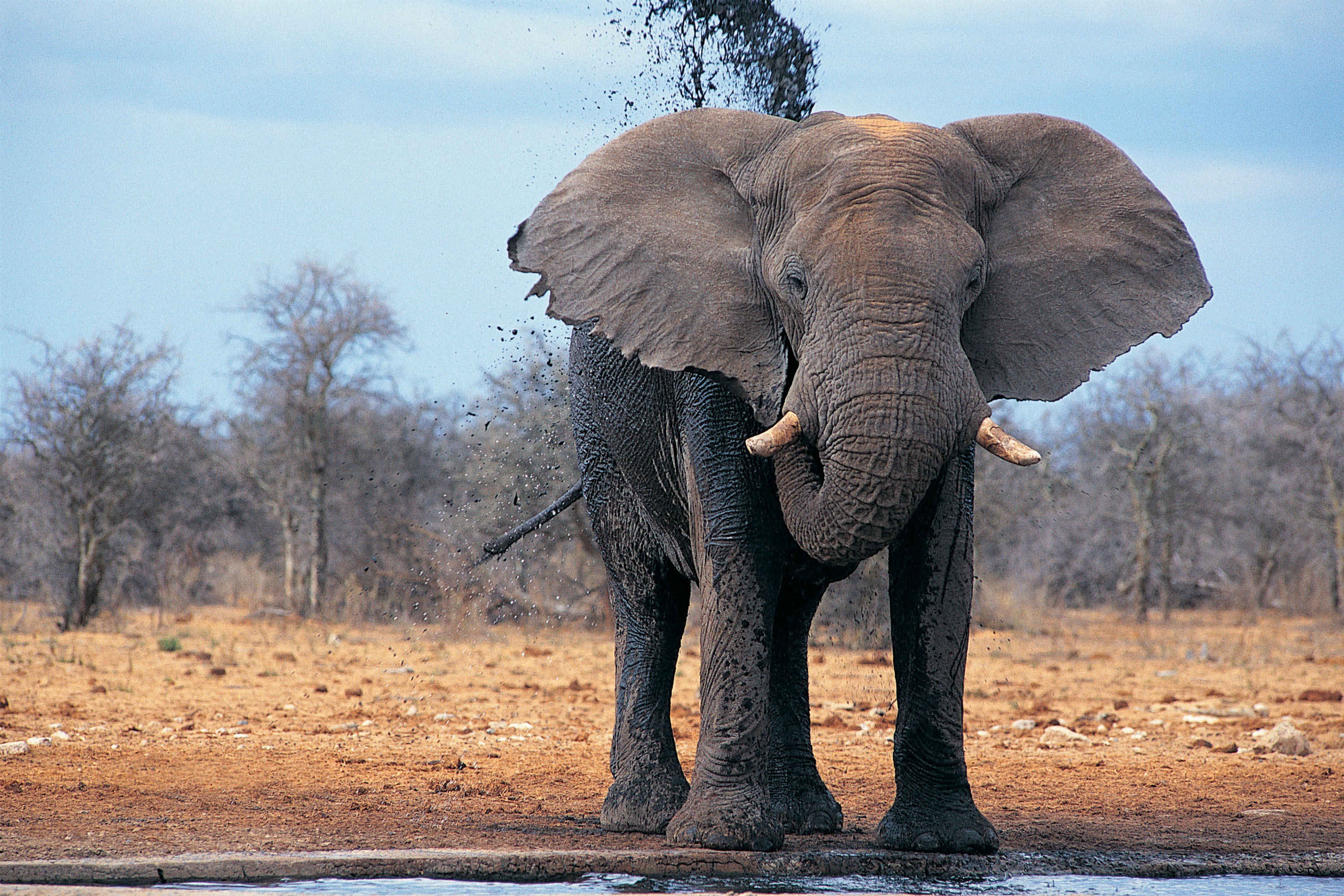 3000x2000 african elephant wallpaper