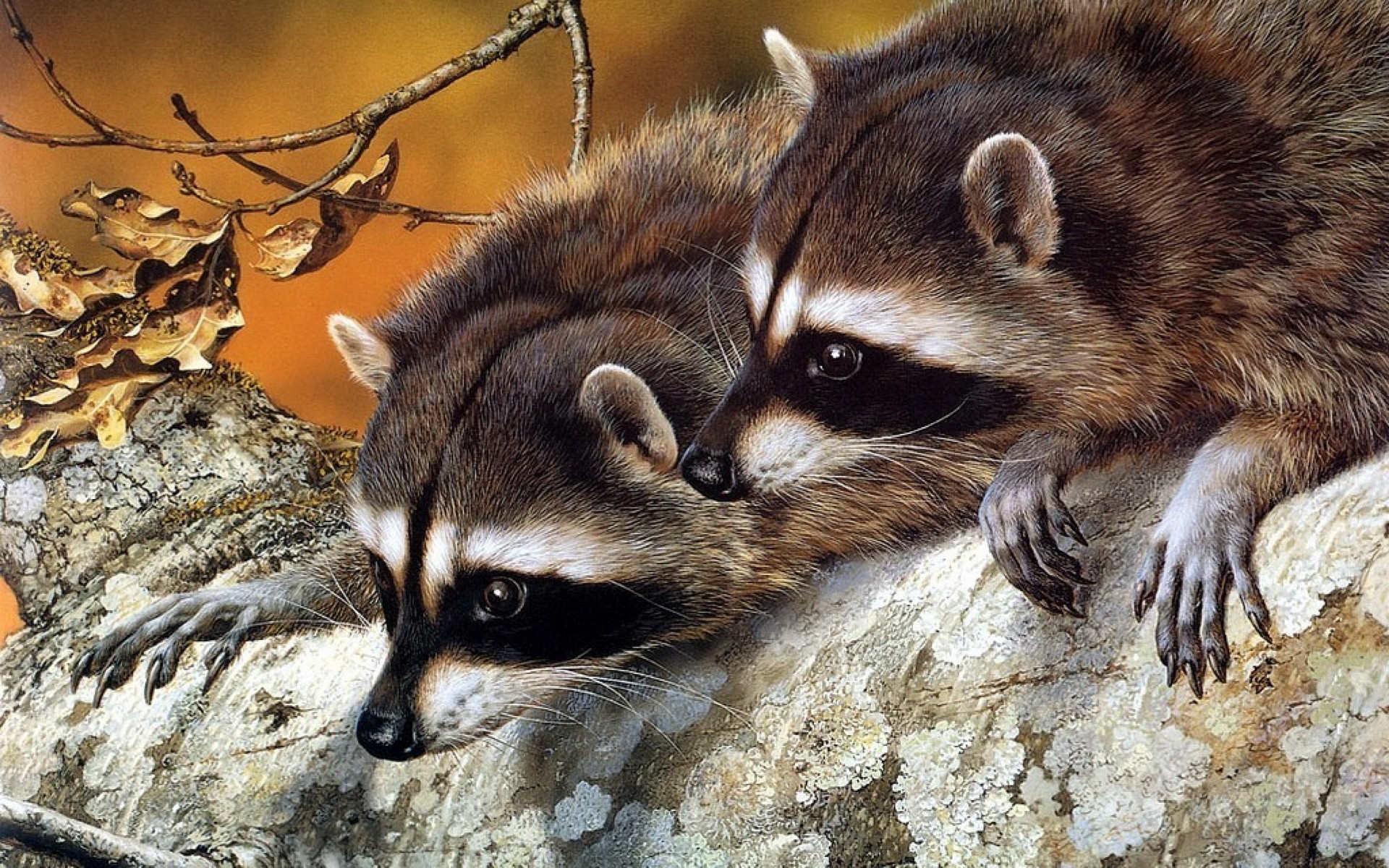 1920x1200 Animal – Raccoon Wallpaper Â· 426469