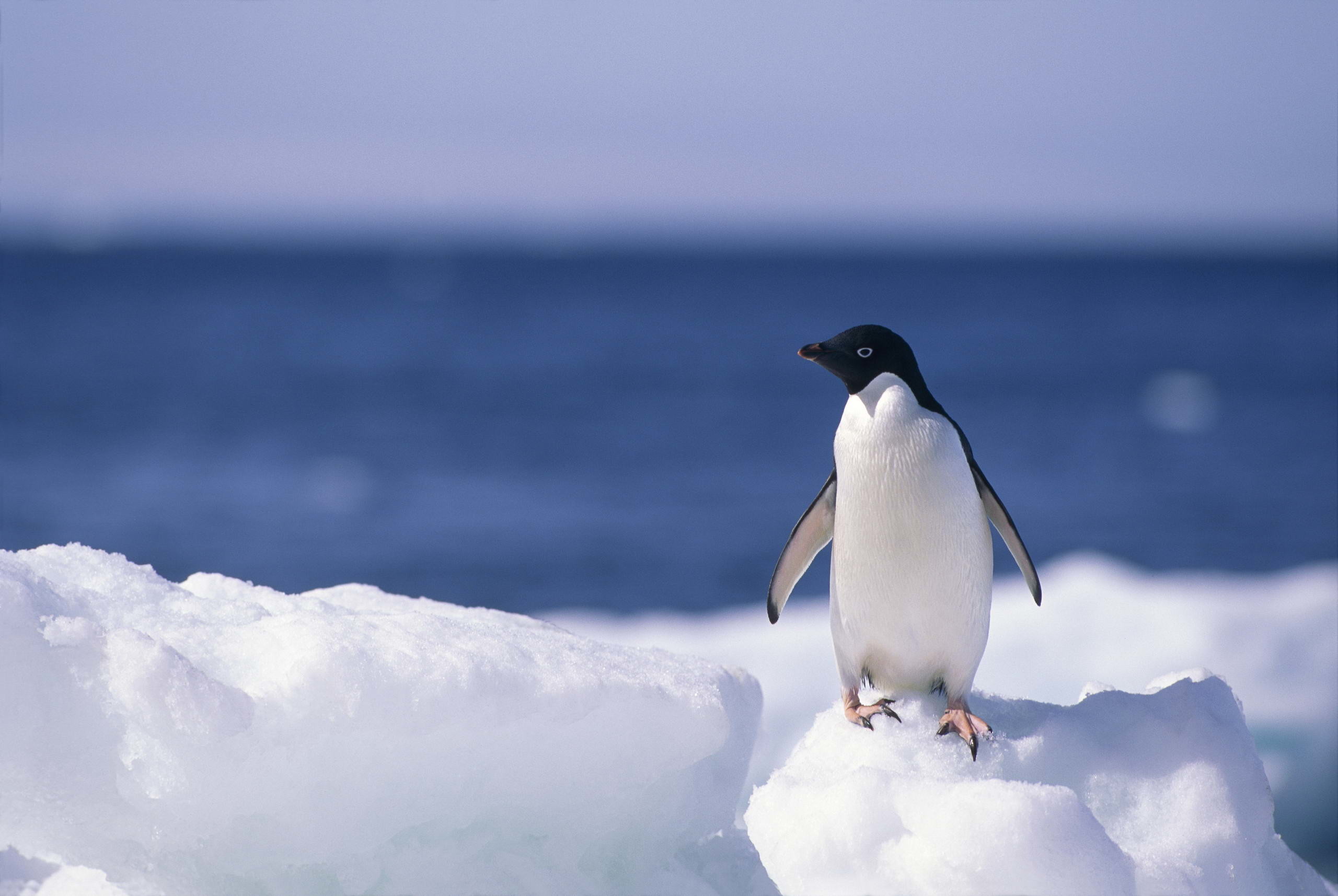 2560x1715 Penguin HD Wallpaper | Background Image |  | ID:367222 - Wallpaper  Abyss