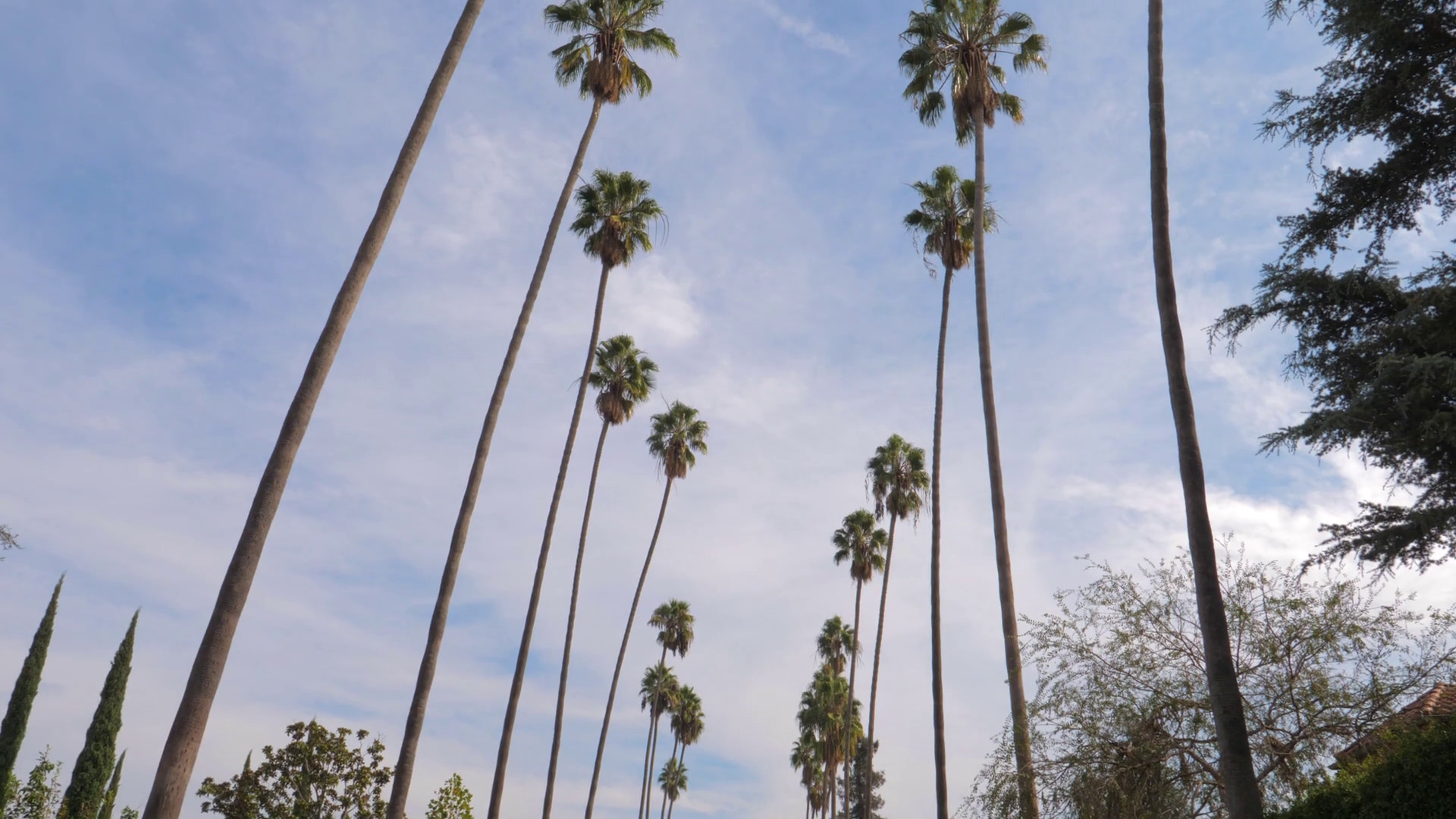 1920x1080 Panorama Shot From The Bottom Up Tall California Palm Trees, 4K Stock Video  Footage - Storyblocks Video