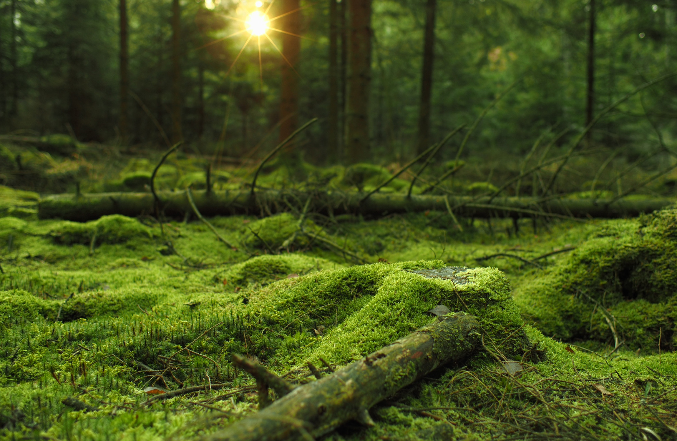 2300x1500 Mossy forest HD wallpaper. Download ...
