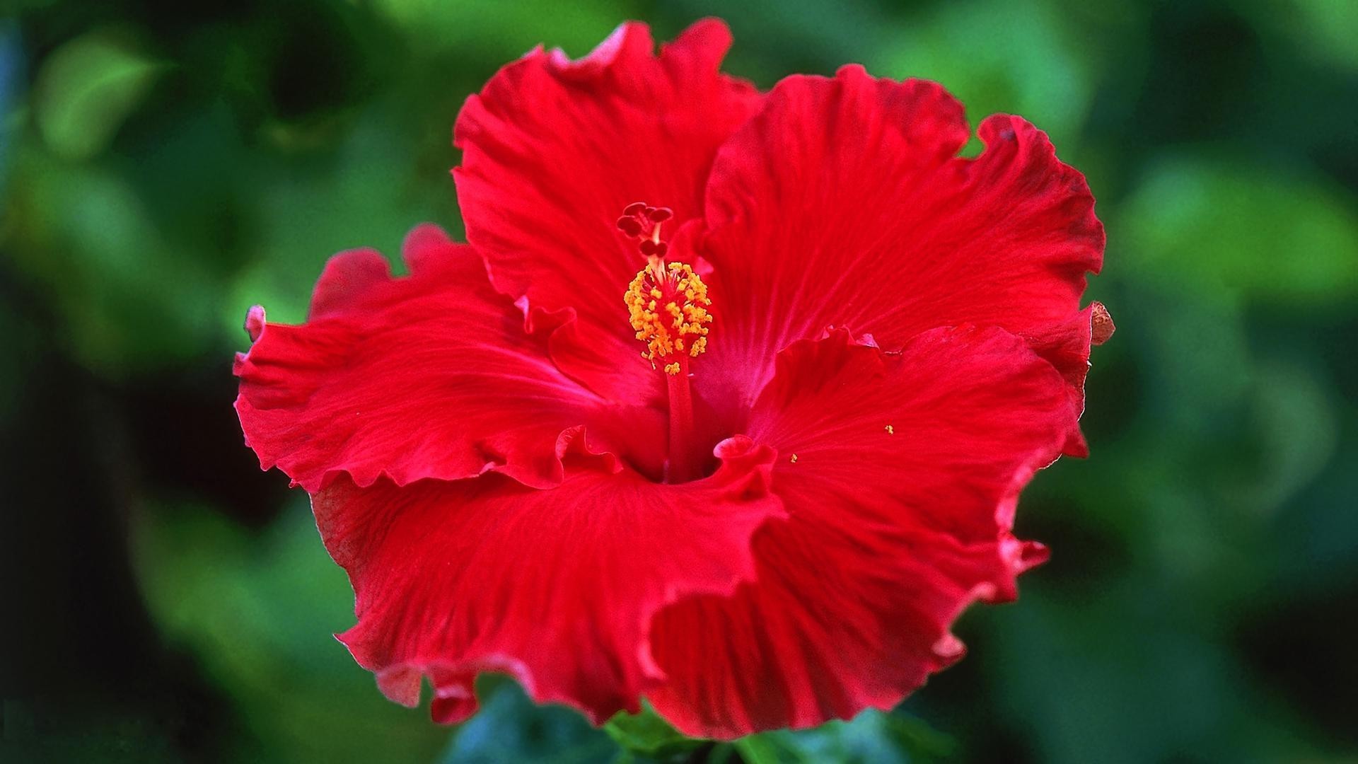 1920x1080 Red hibiscus