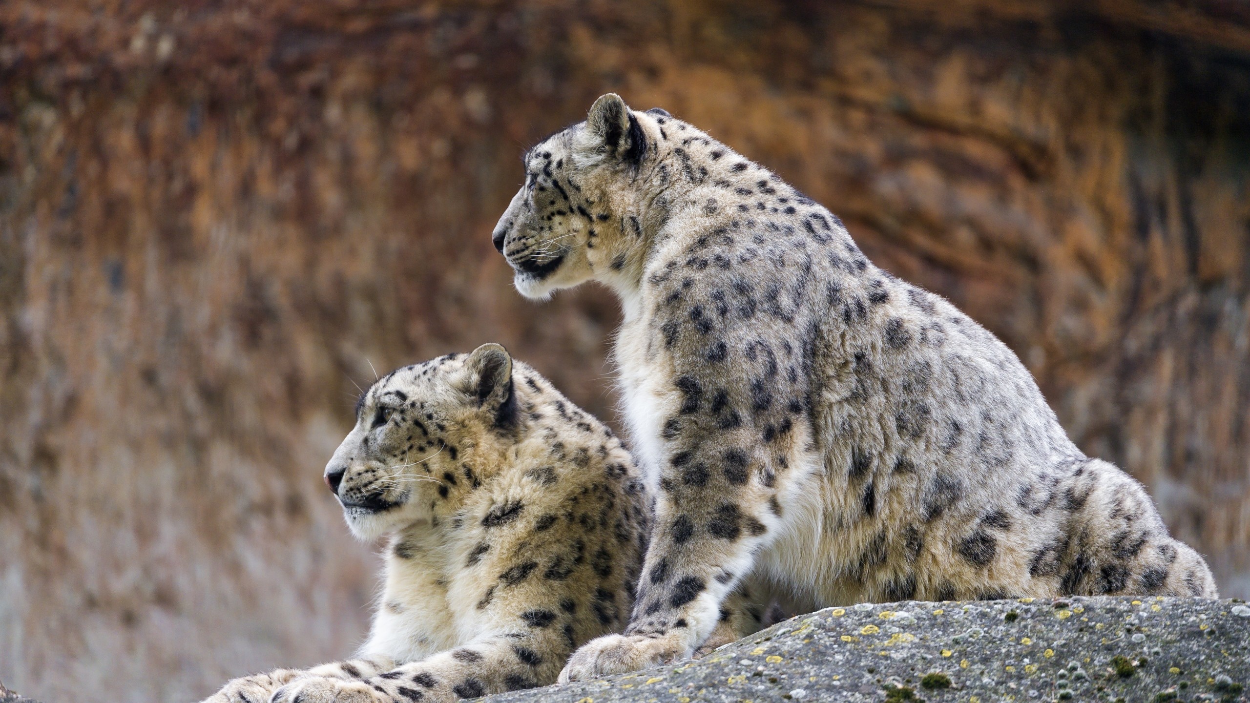 2560x1440  Wallpaper snow leopard, irbis, predator