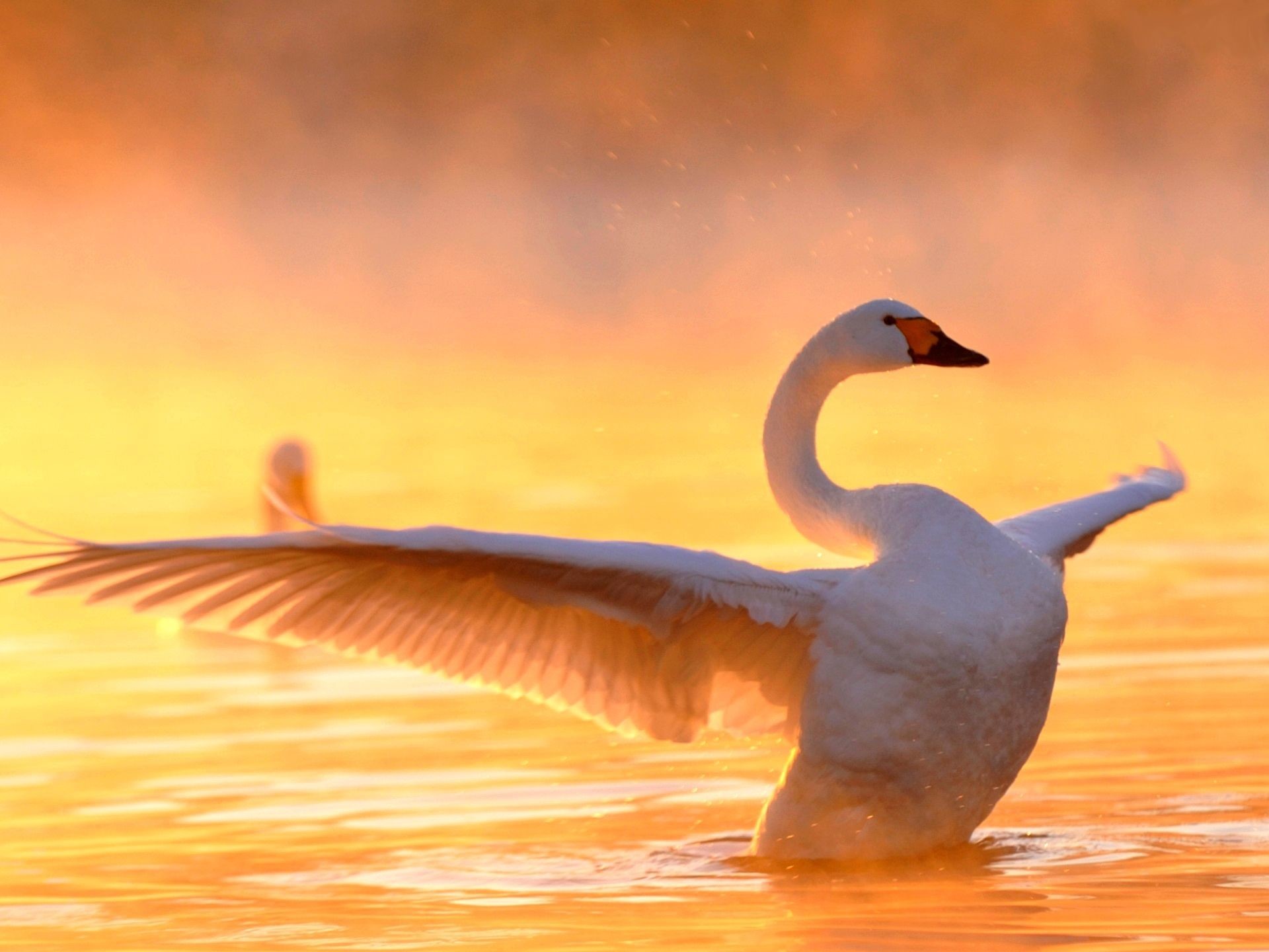 1920x1440 ... Swans Wallpapers HD #EN9B25K ...