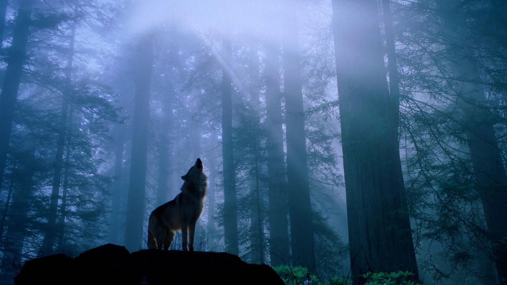 1920x1080 Wallpapers,Wolf  Wallpapers & Pictures Free Download .