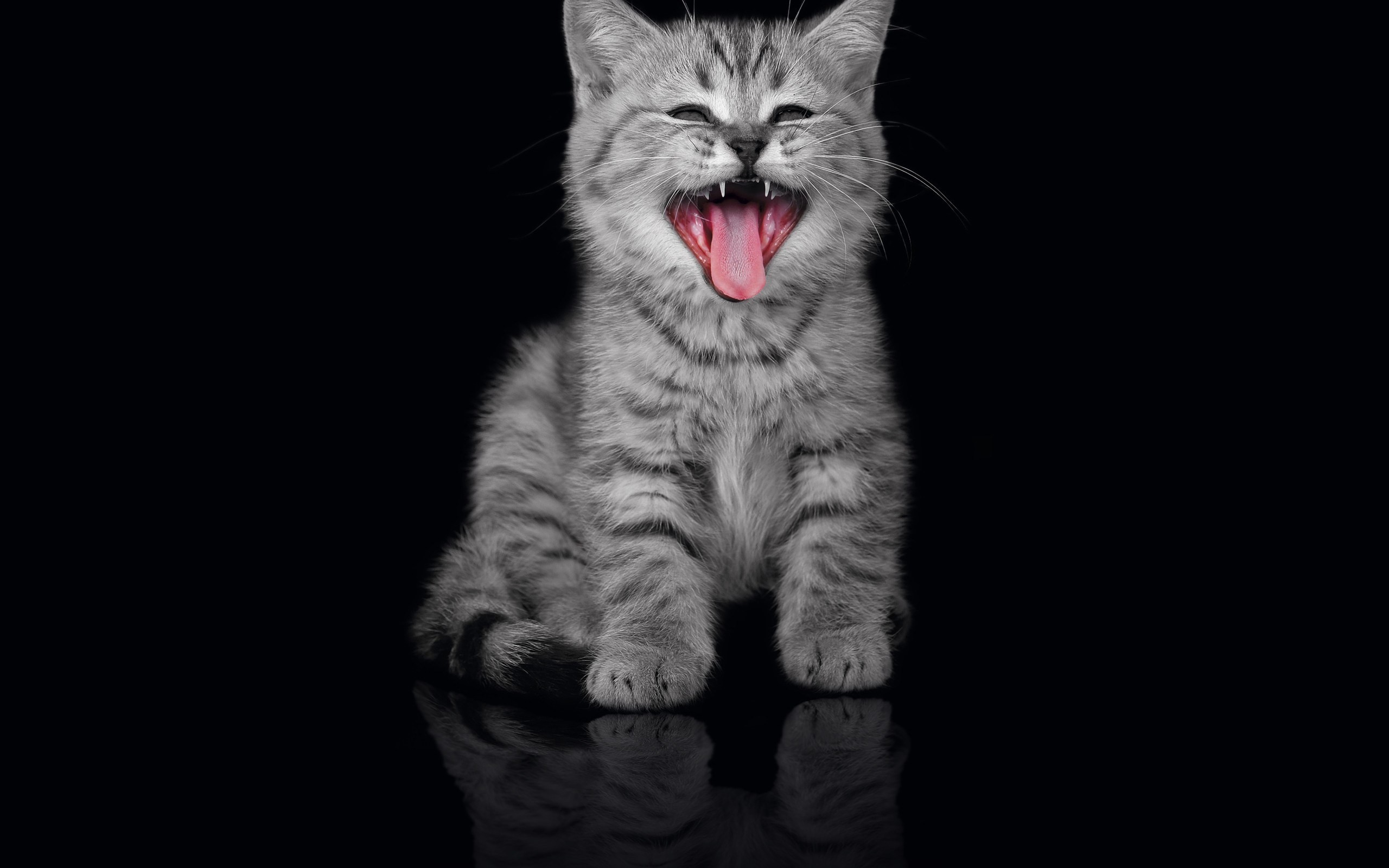 2560x1600 18 Cute Cat Pictures and Cat wallpapers because Cats are cool !