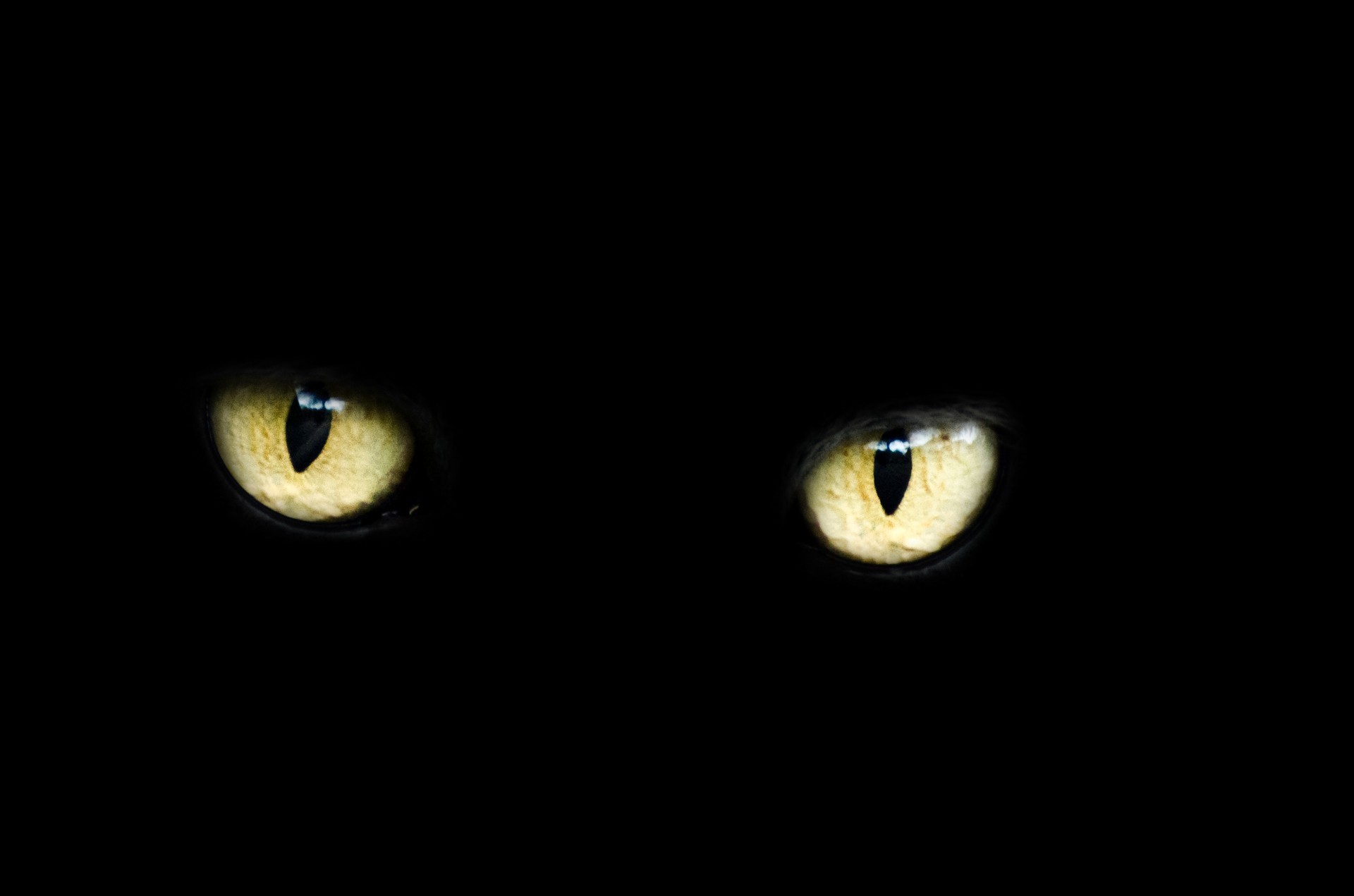 1920x1271 halloween cat eyes wallpaper cat eyes