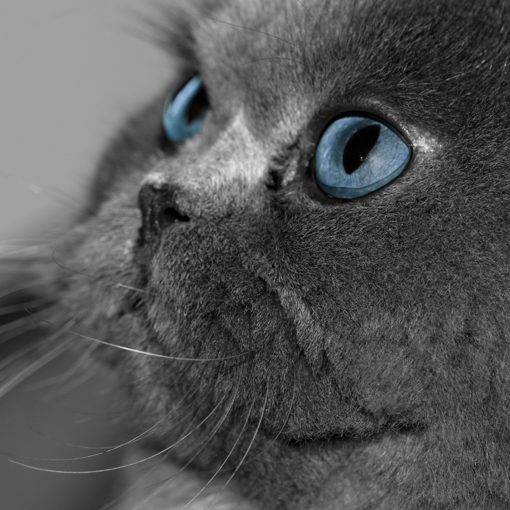 2048x2048  Wallpaper cat, fluffy, gray, eyes, blue eyes, profile