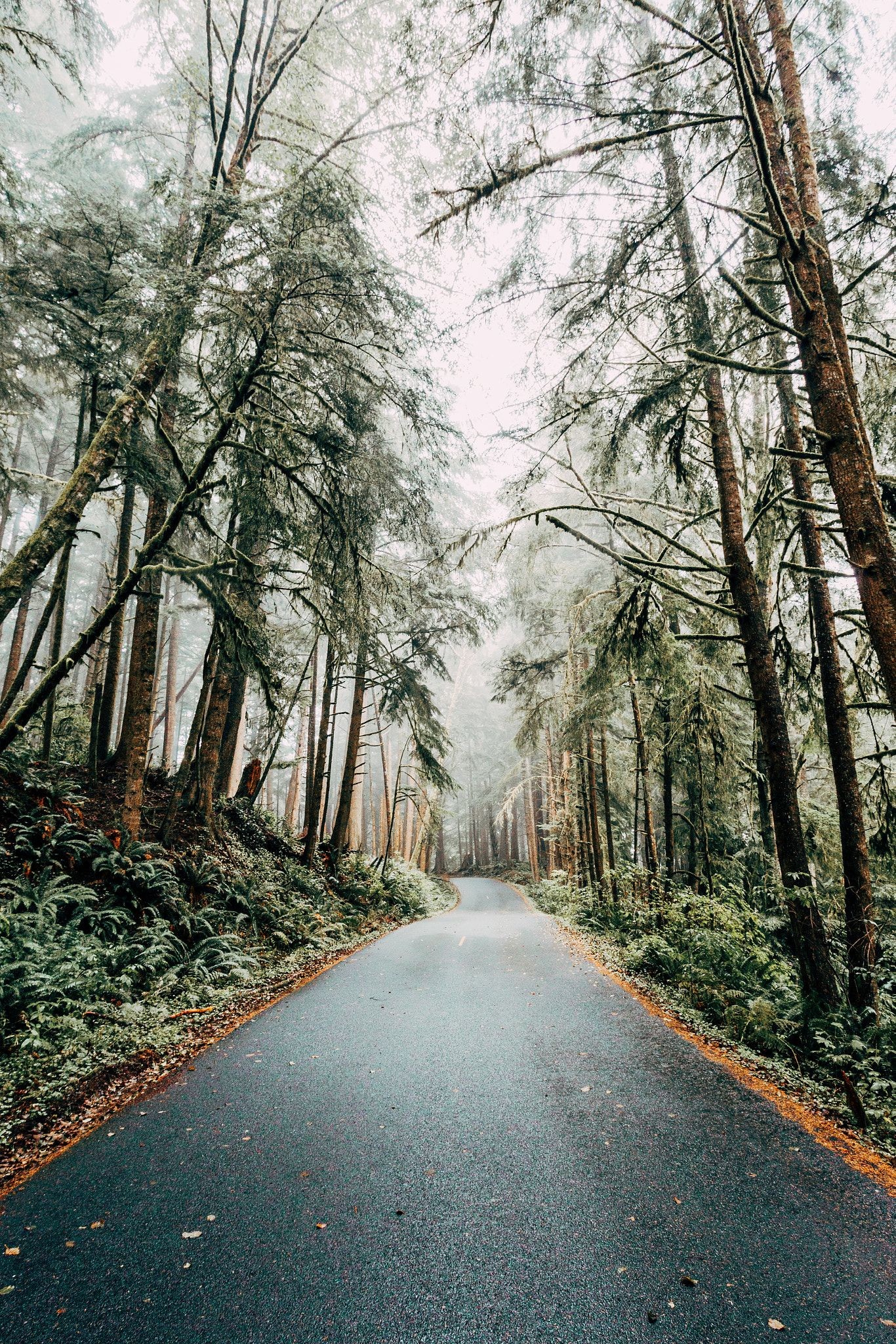 1366x2048 Forest Drive - Backroads in Oregon