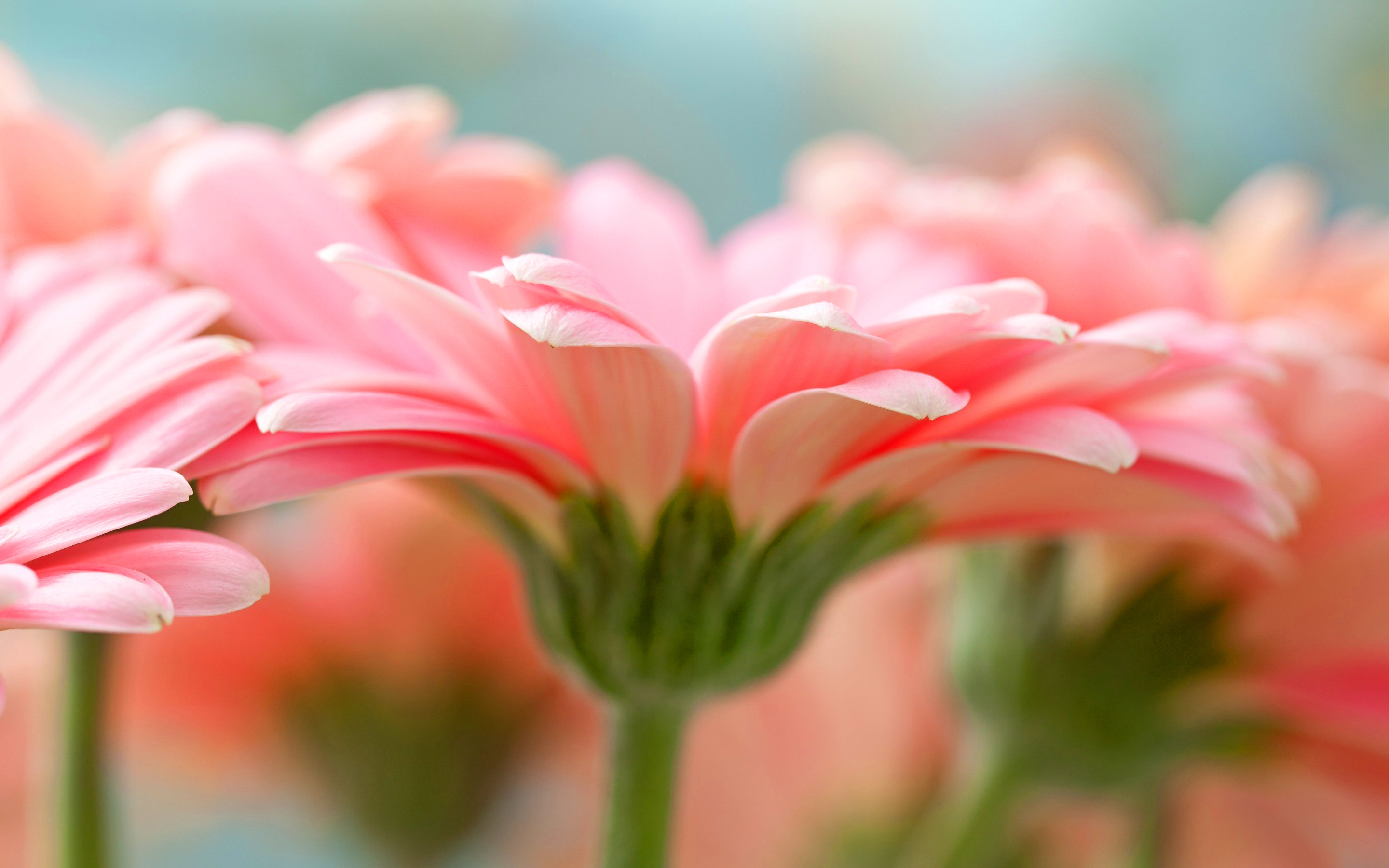 2880x1800 pink gerbera flower. Â«Â«
