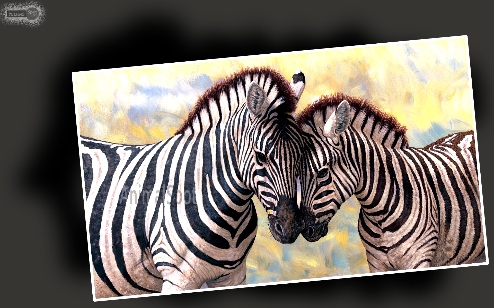 Baby Zebra Wallpaper (51+ images)