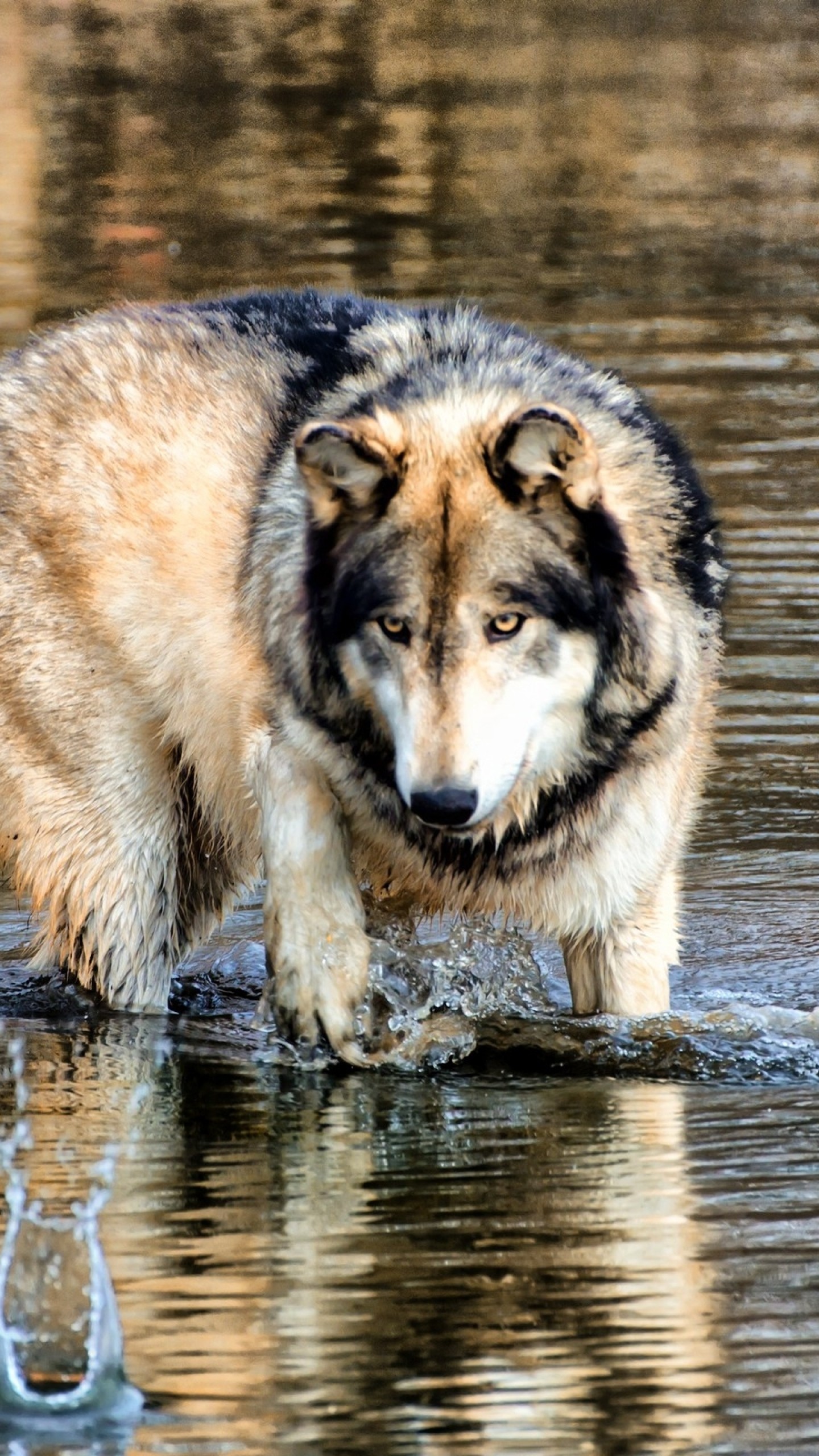 1440x2560  Wallpaper wolf, water, walking, hunting, predator