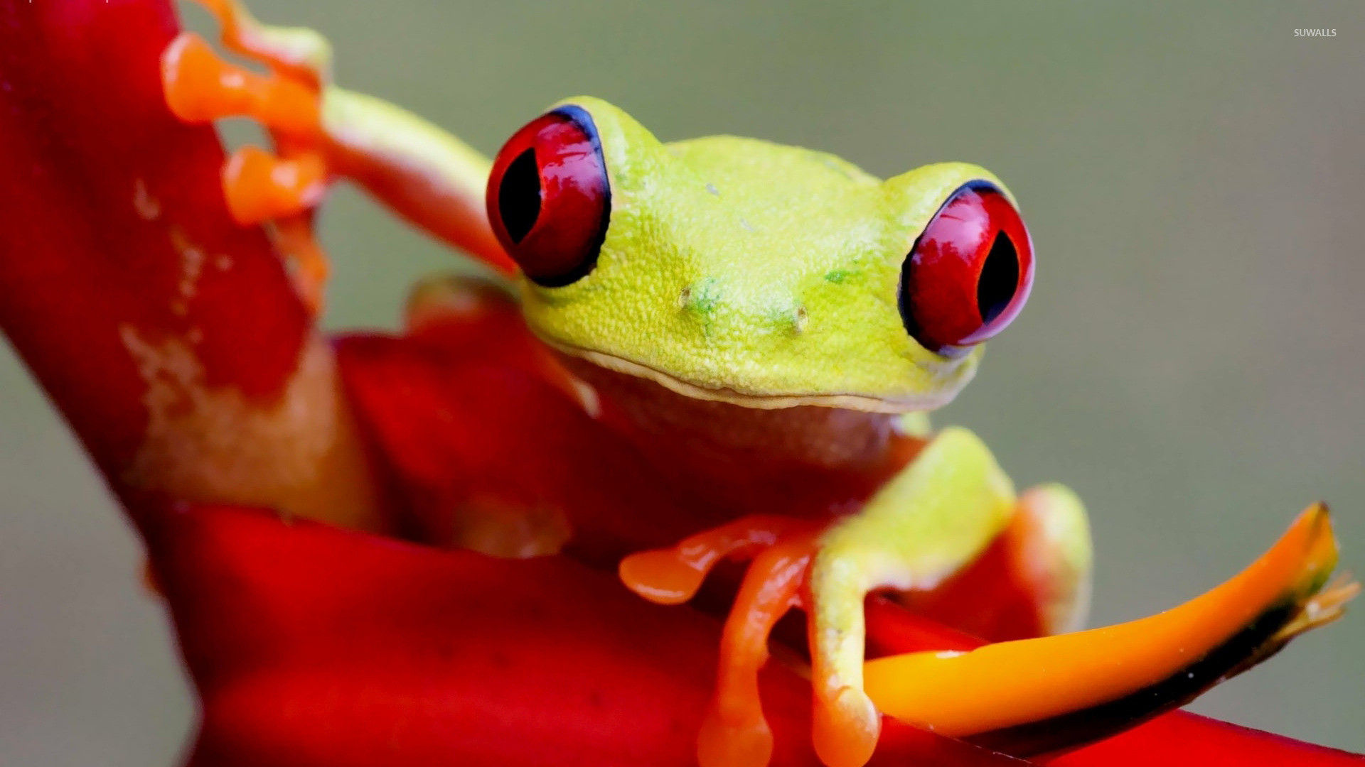 1920x1080 Red-eyed tree frog [2] wallpaper