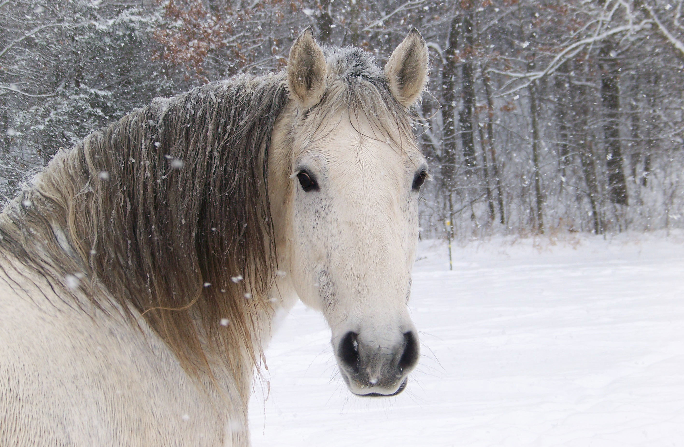 2832x1852 ... Related Pictures Horses Run In Snow Hd Wallpaper 13835 Wallpaper ...