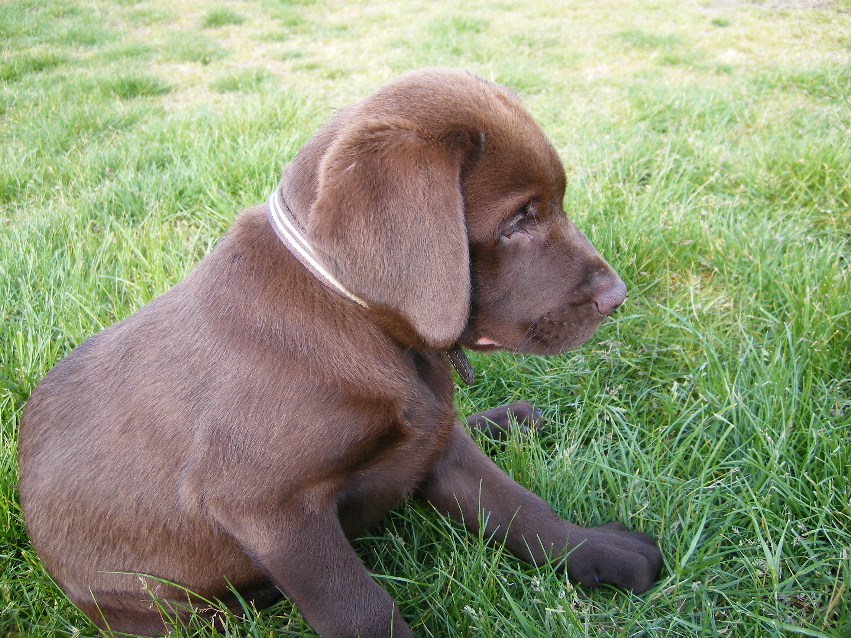 2816x2112 Chocolate Lab Puppy Afari Backgrounds With Puppies Pictures Hd For Laptop