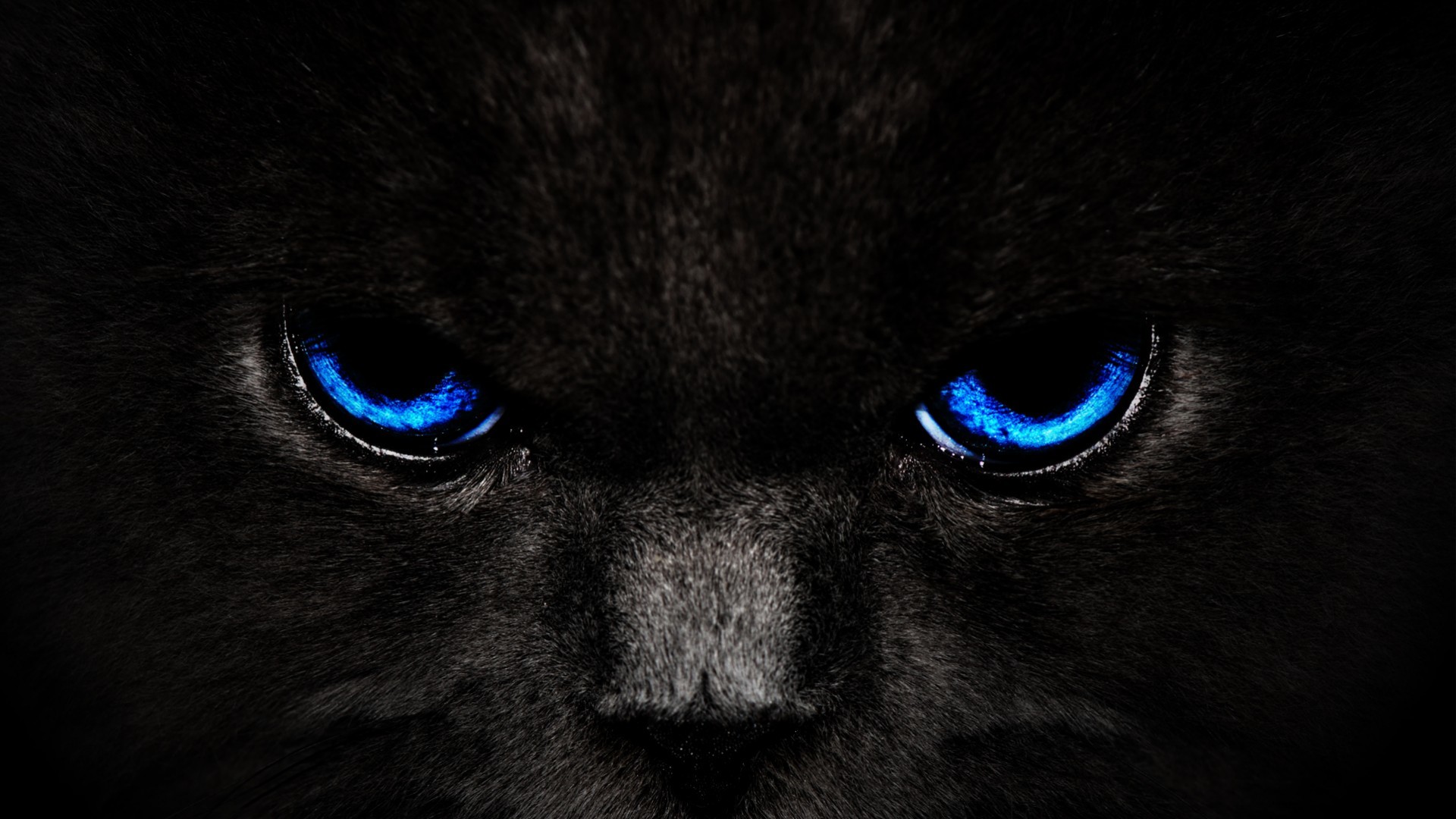 1920x1080 black cat blue eyes wide wallpaper