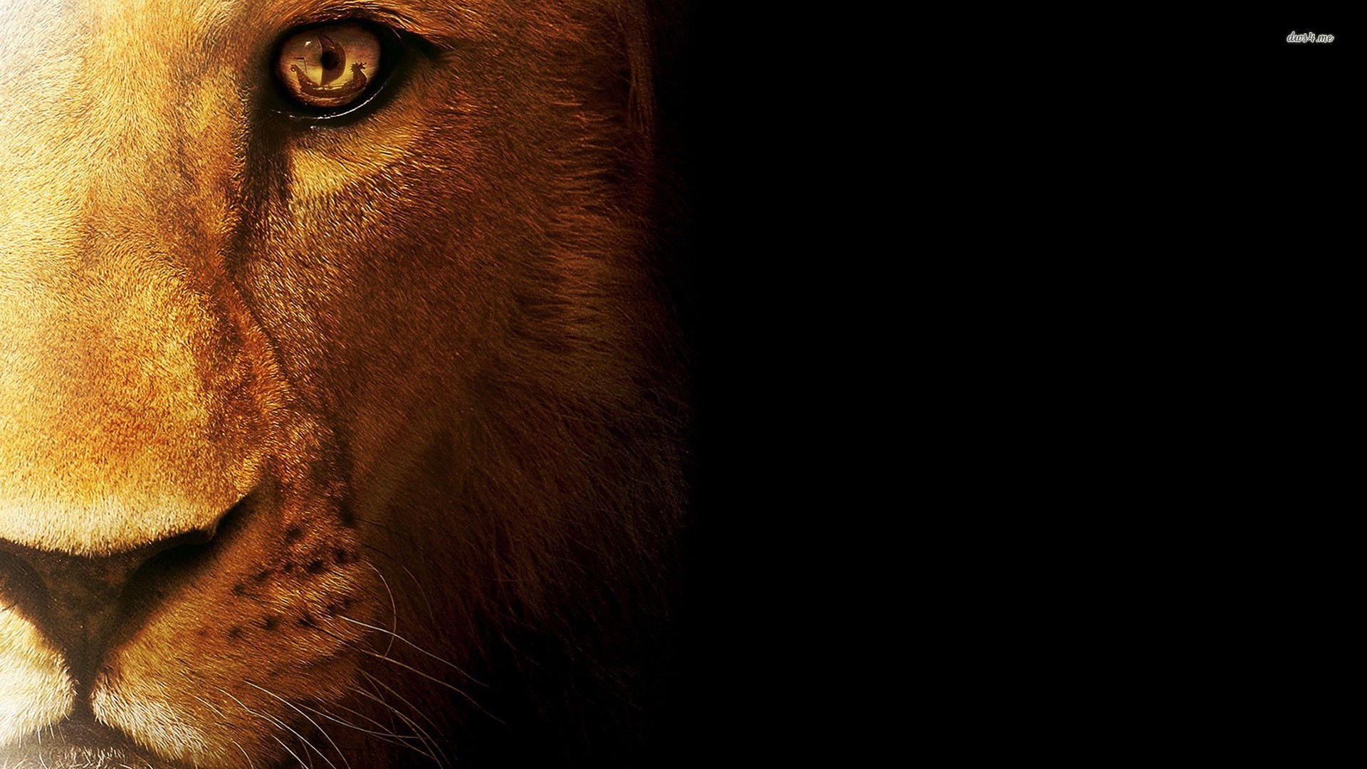 Aslan Narnia Lion Hd Wallpaper for Desktop and Mobiles Retina iPad