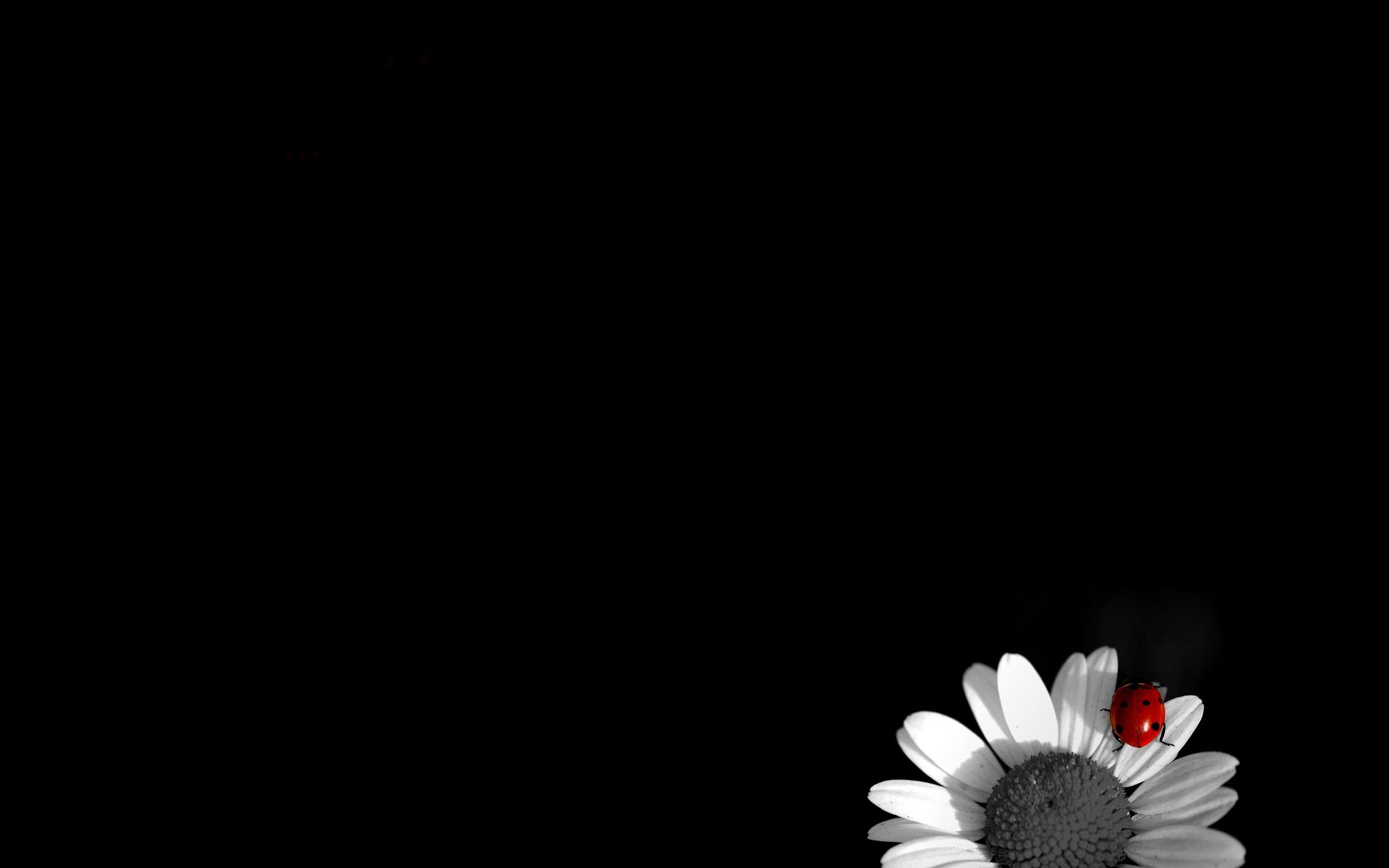 1920x1200 daisy black and white background #3287