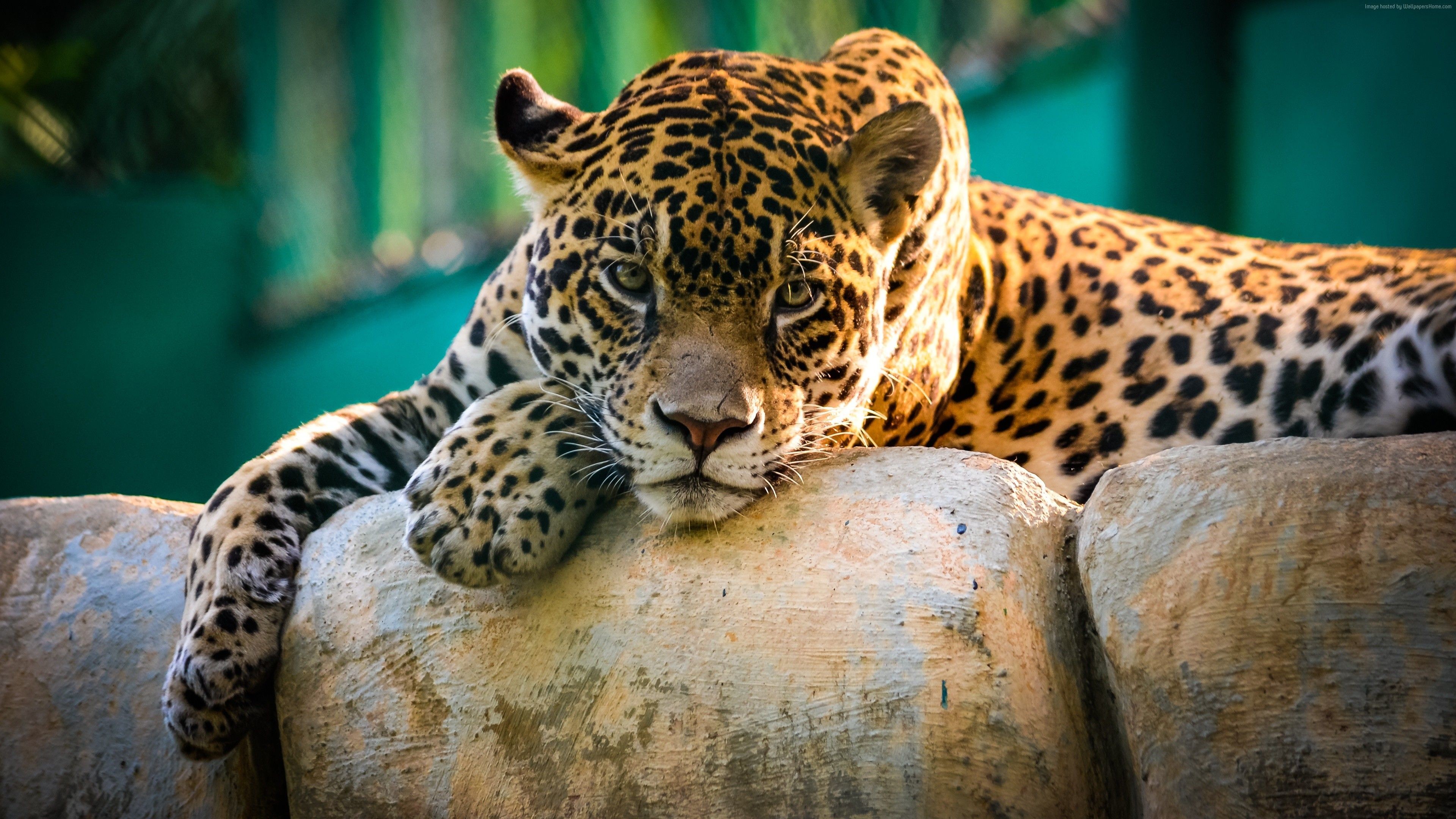 3840x2160 awesome Sad face leopard sitting on tree 4k wallpaper