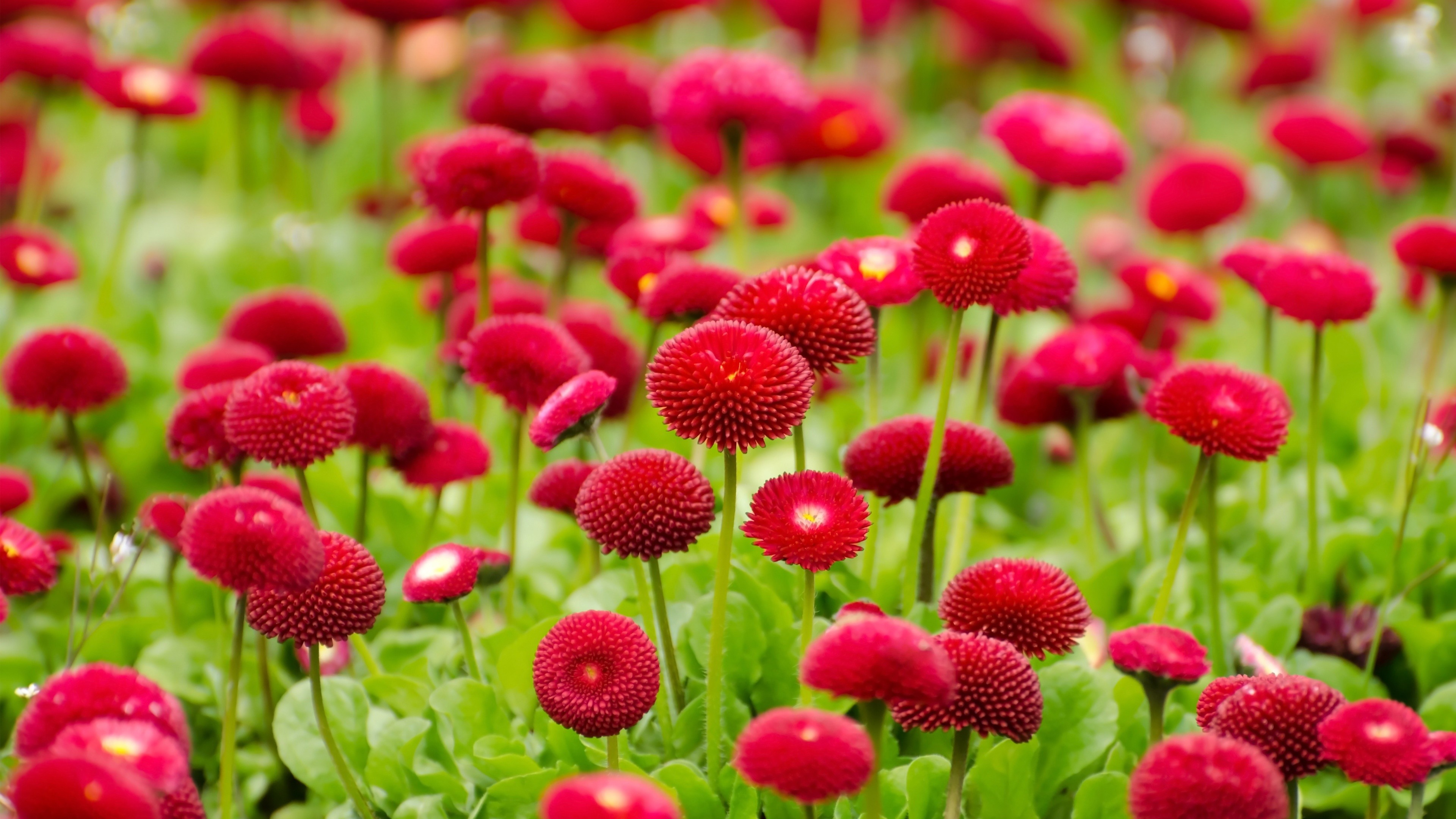 3840x2160 Summer Red Flowers Wallpapers