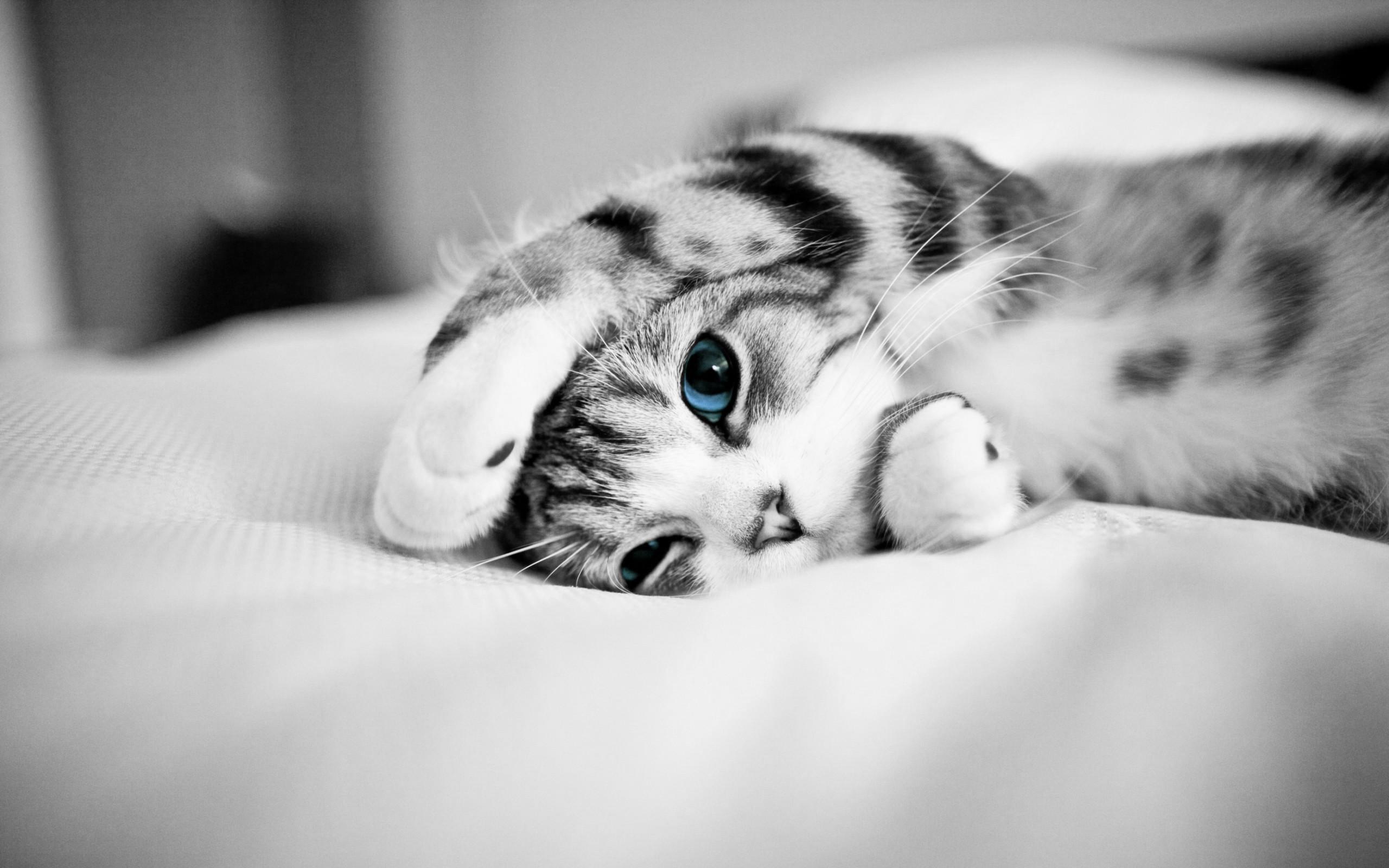 2560x1600 Free-download-Lovely-Cat-Wallpaper