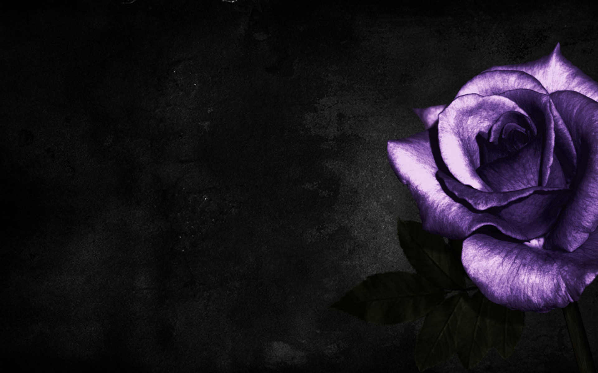 1920x1200 Simple Cool Purple Rose HD Image