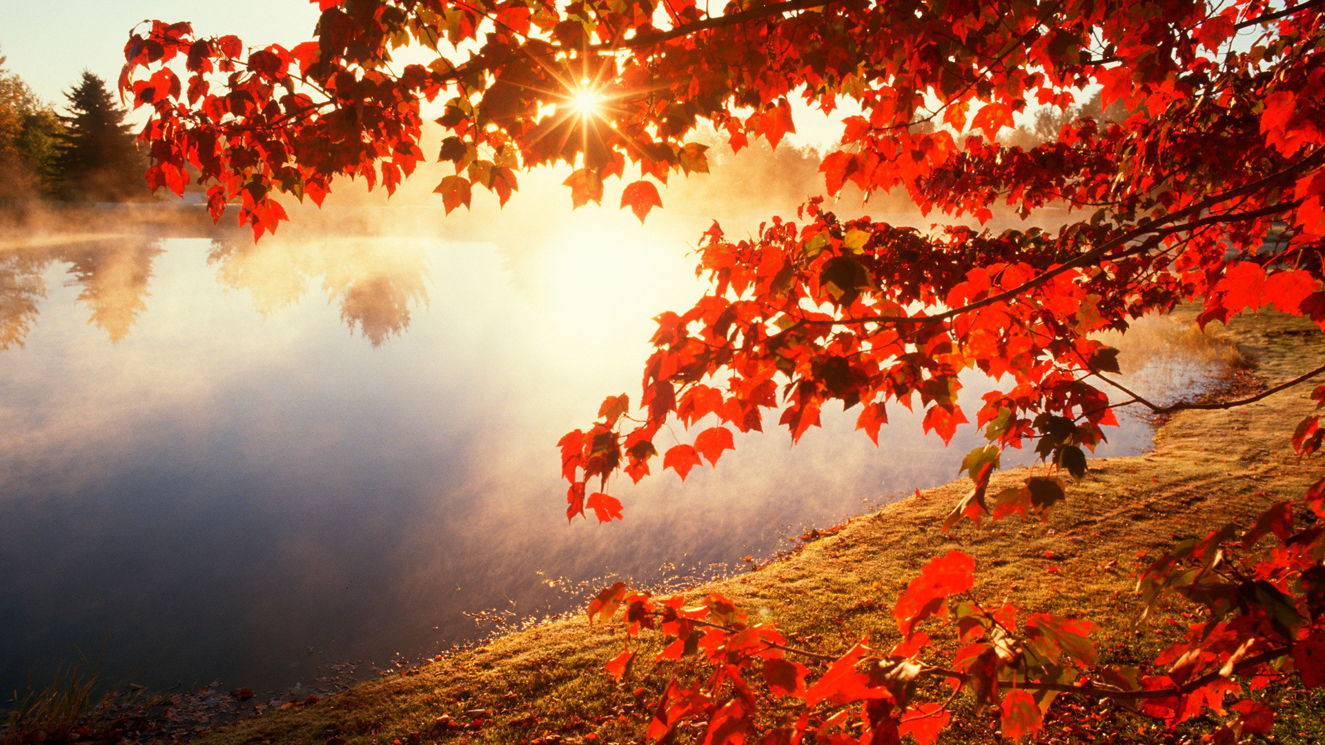 1920x1080 Red autumn morning