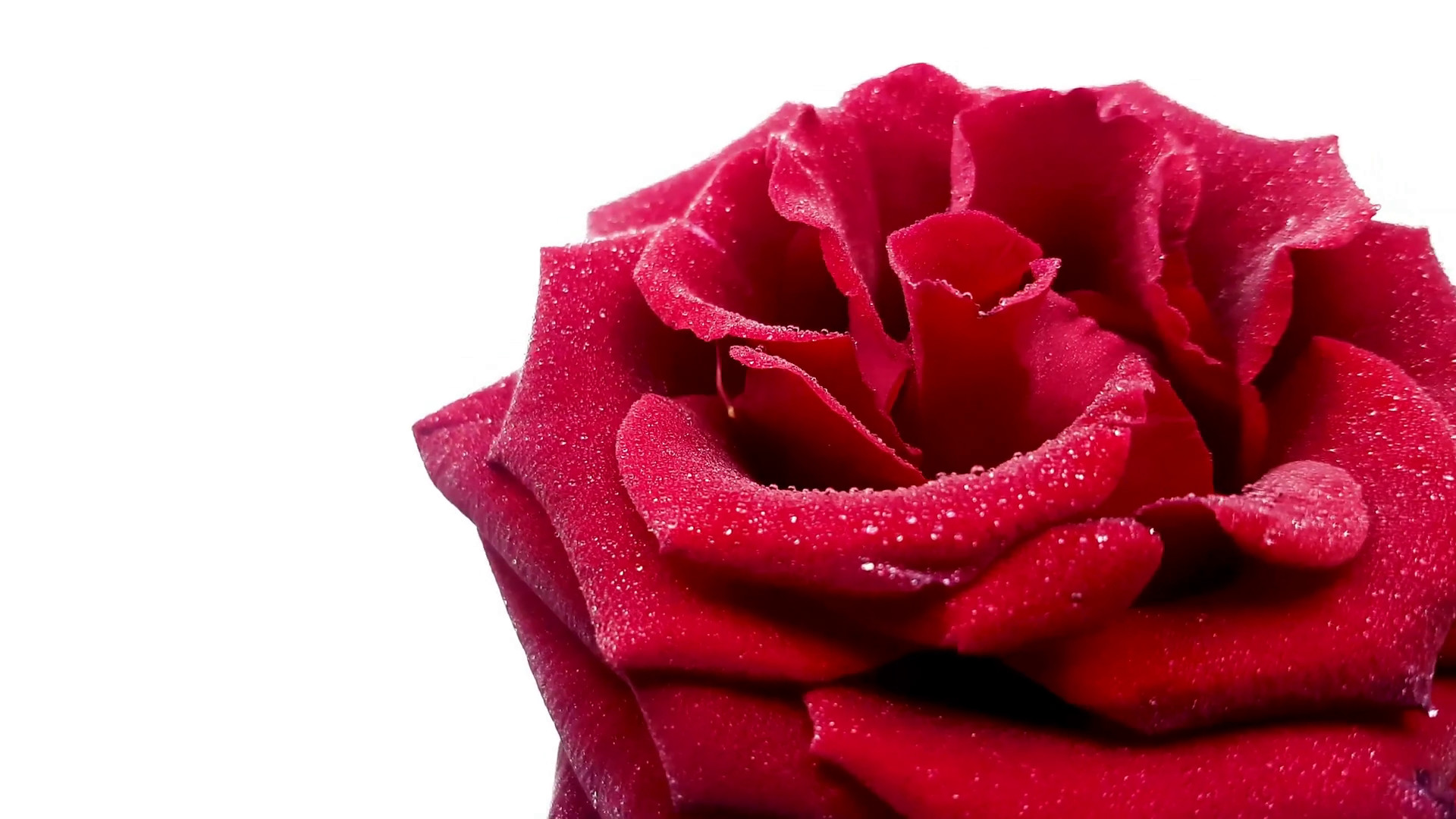 1920x1080 Red rose with water drops rotating on white background. Looped video Stock  Video Footage - Storyblocks Video