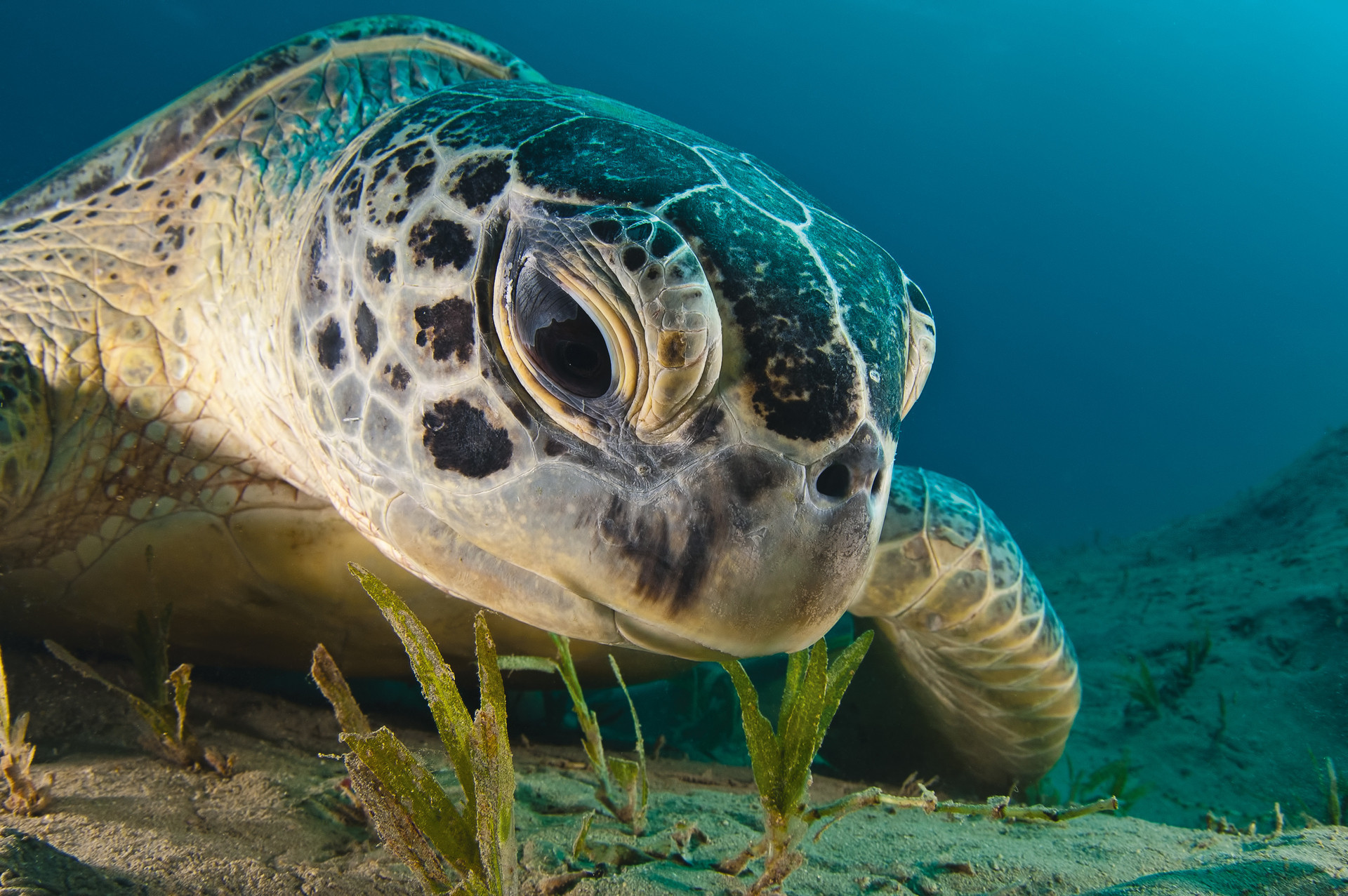1920x1277 Extreme close up of a sea turtle