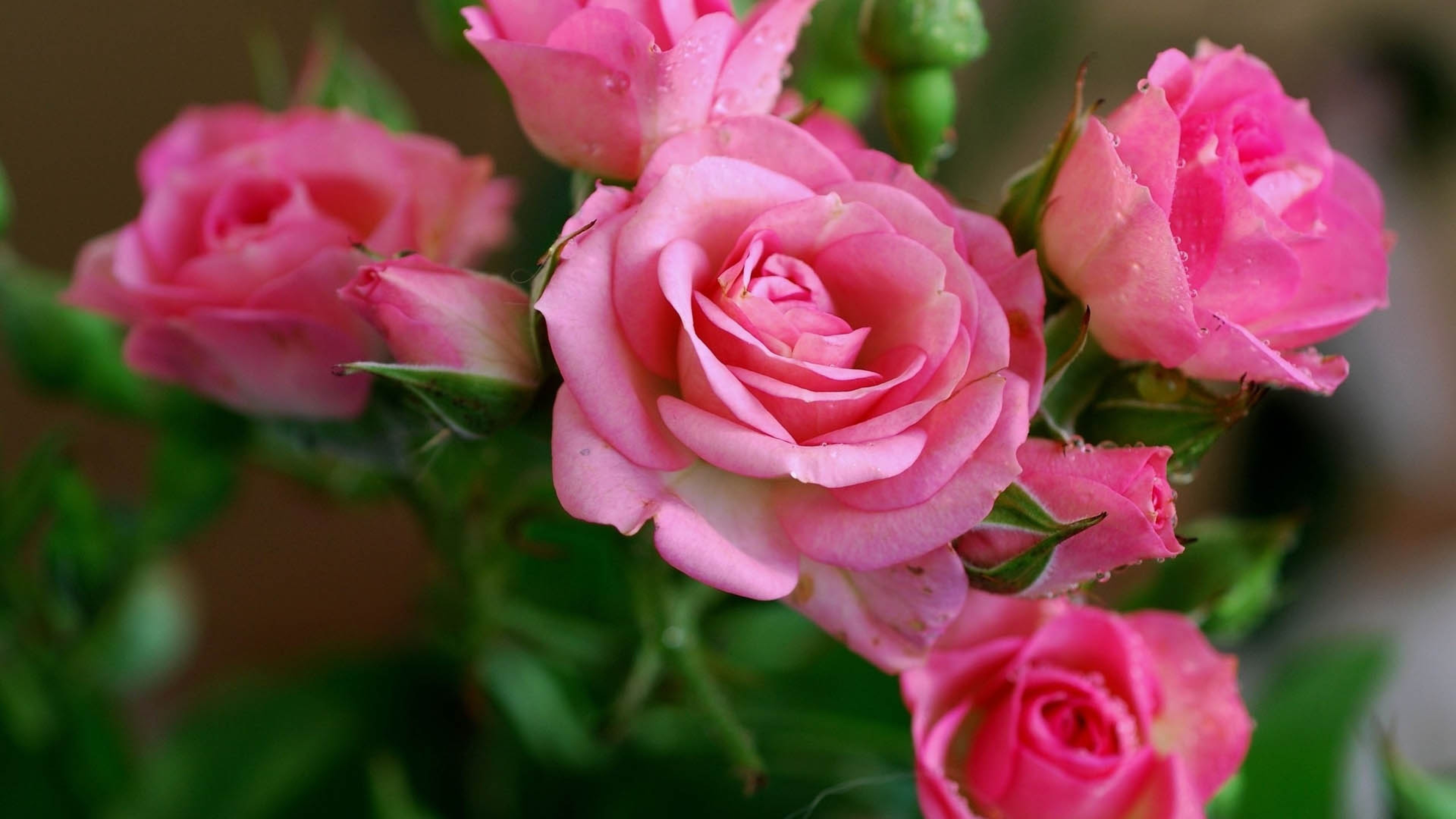 3840x2160 flowers 4K Ultra HD Wallpaper | Wallpaper  Rose, Pink, Flowers,  Bouquet 4K