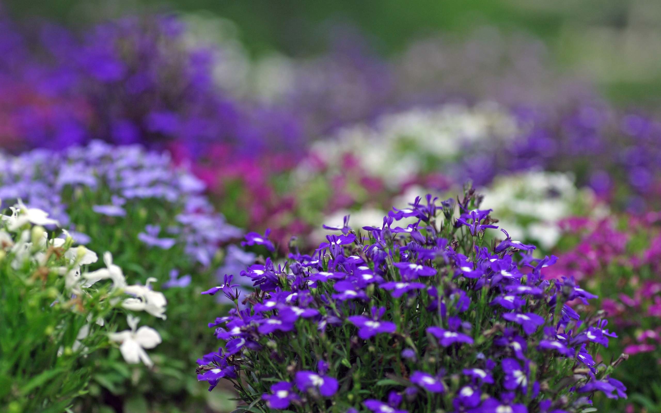 2560x1600 Violet Flowers Desktop Backgrounds