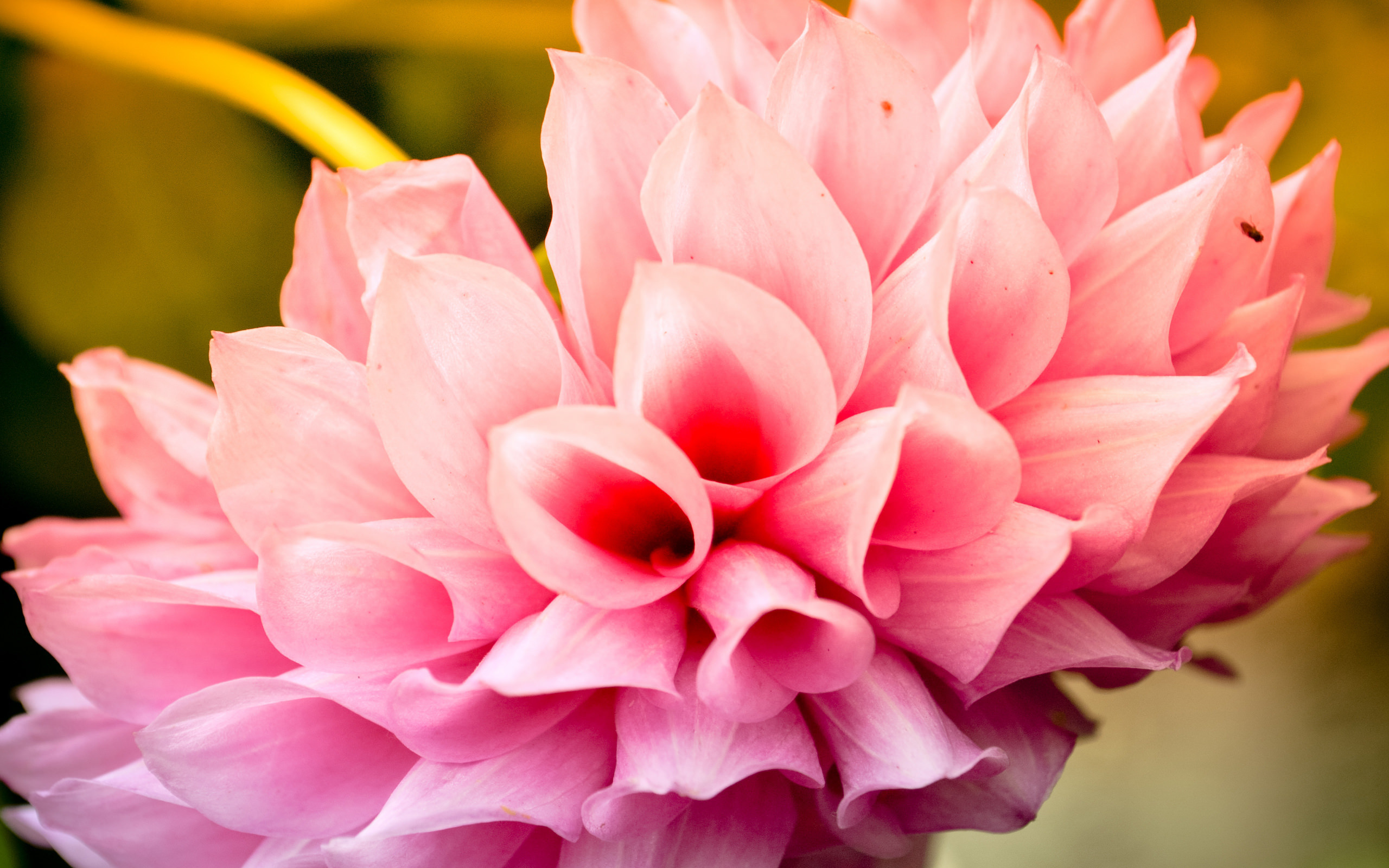 2560x1600 Cool Pink Flower Background