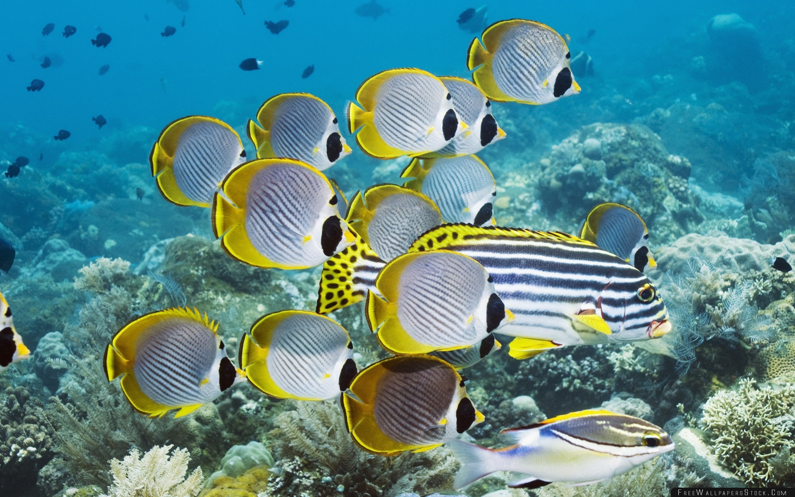 2560x1600 Download Free Wallpaper Underwater Swim Ocean Coral Fish
