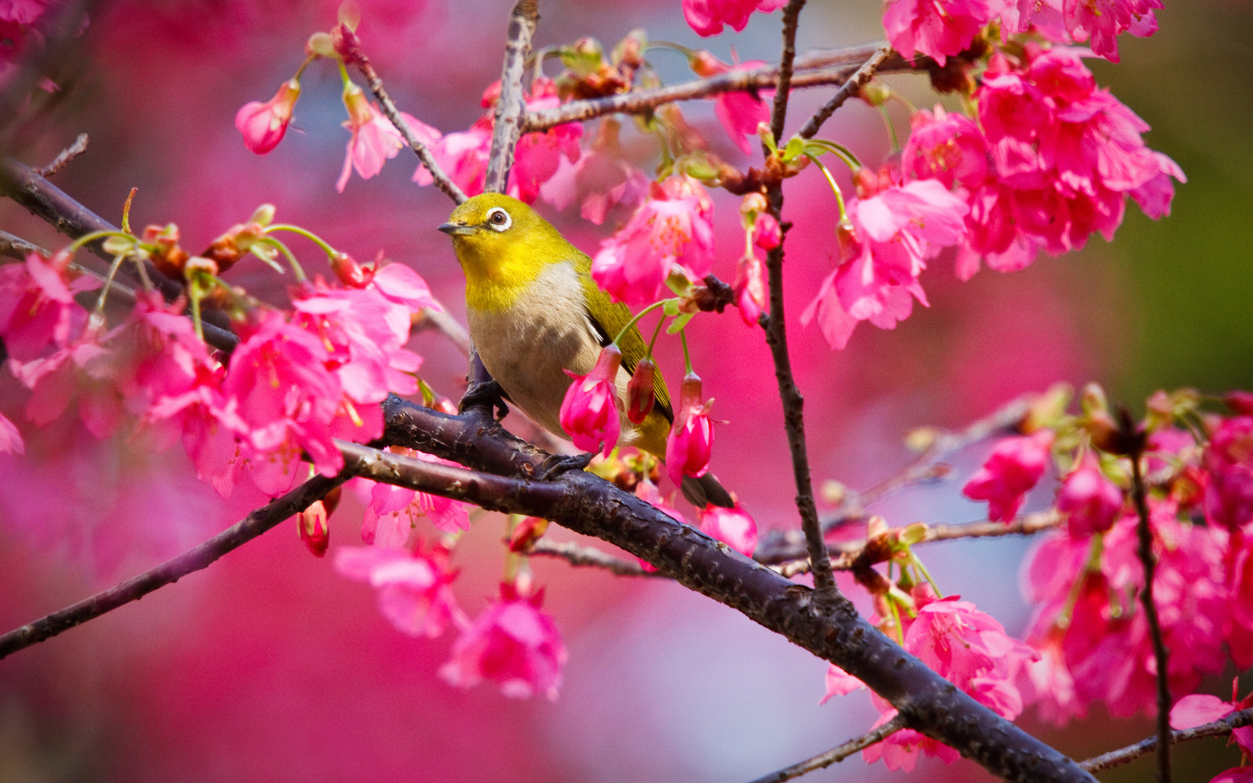 2560x1600 Pretty Wallppaer Of Animals: A Small Yellow Bird On The .